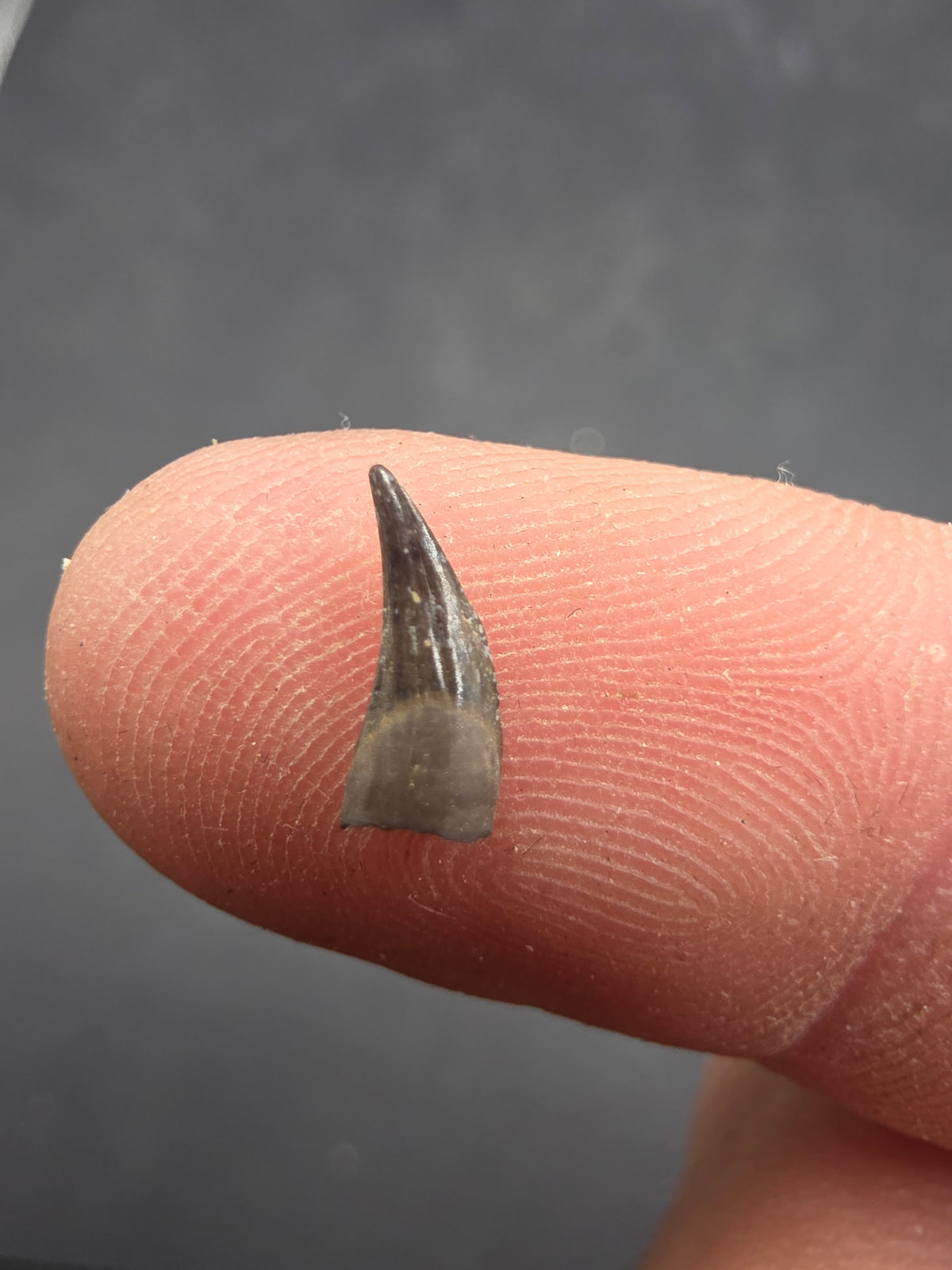 Paronychodon sp. Tooth-Montana 001