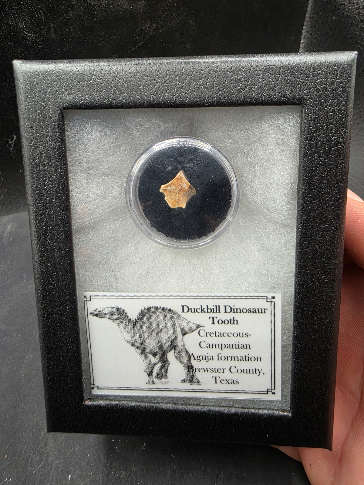 Randomly Selected Hadrosaur Tooth-Texas