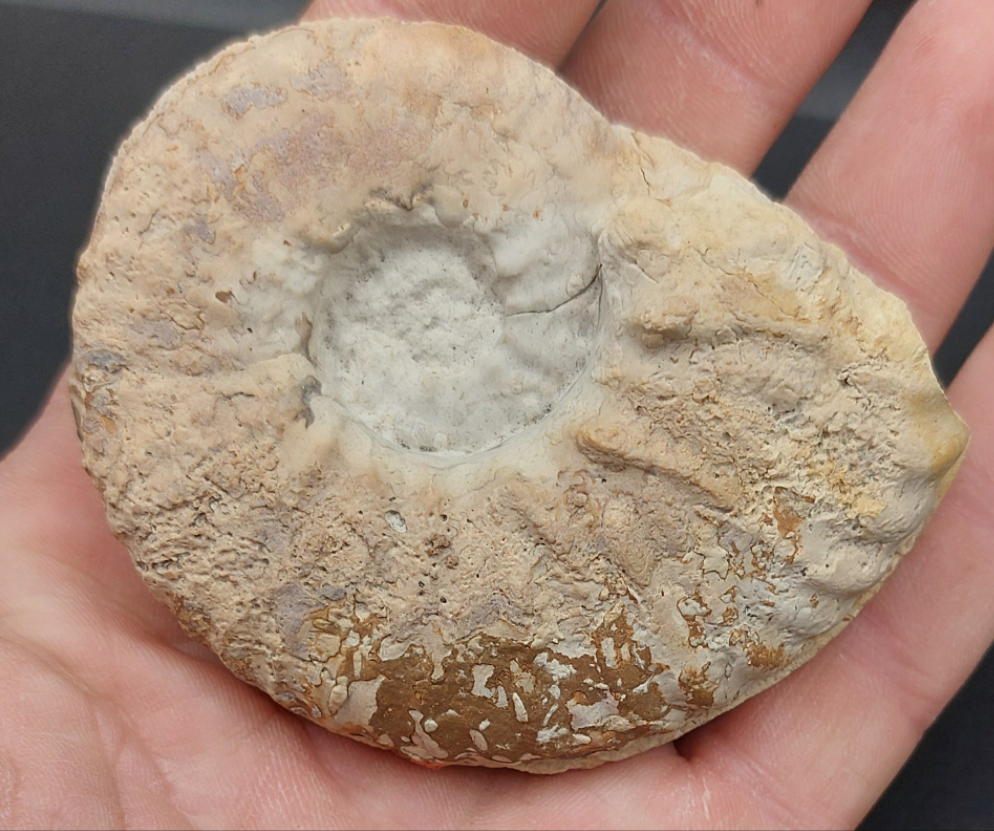 Mortoniceras (Drakeoceras) drakei-Texas 01