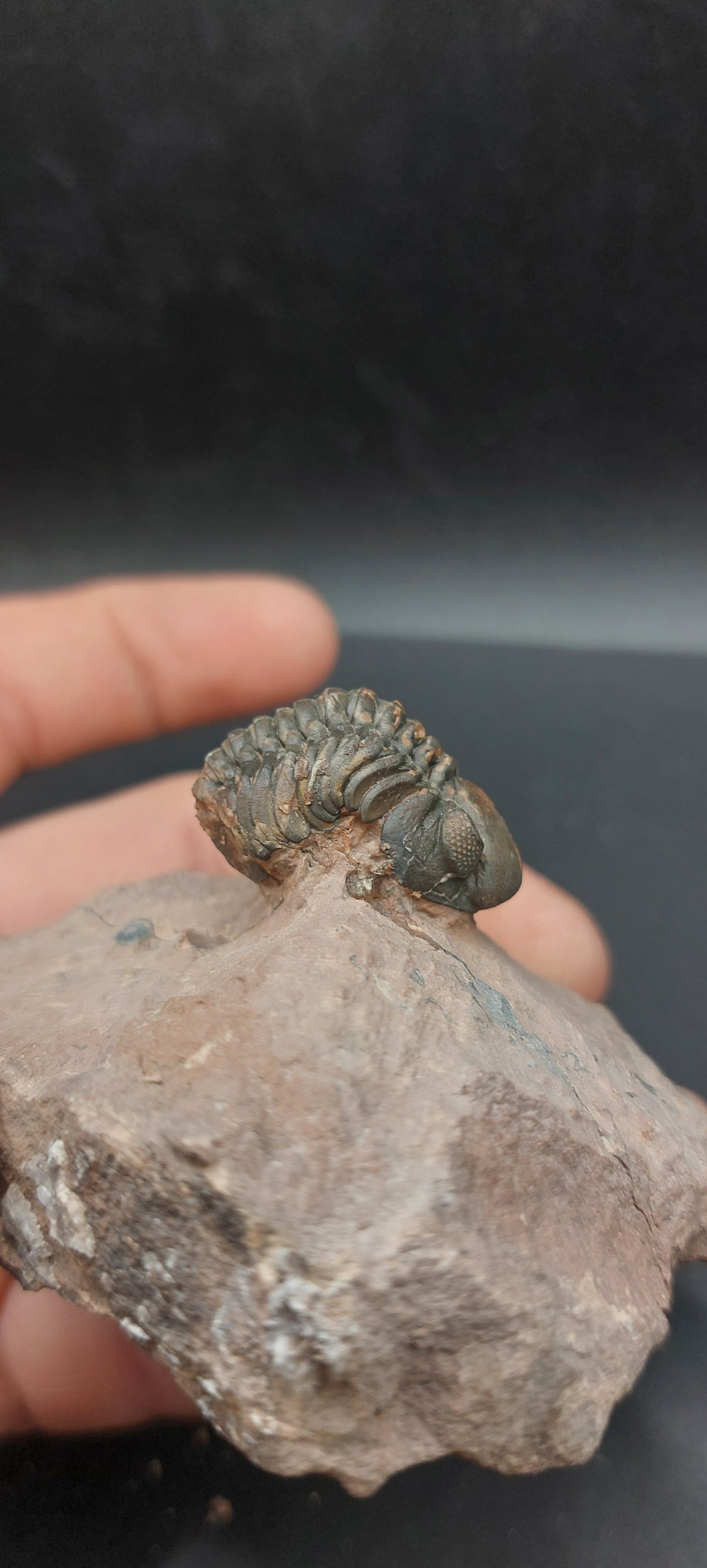 Reedops sp.-Morocco A2