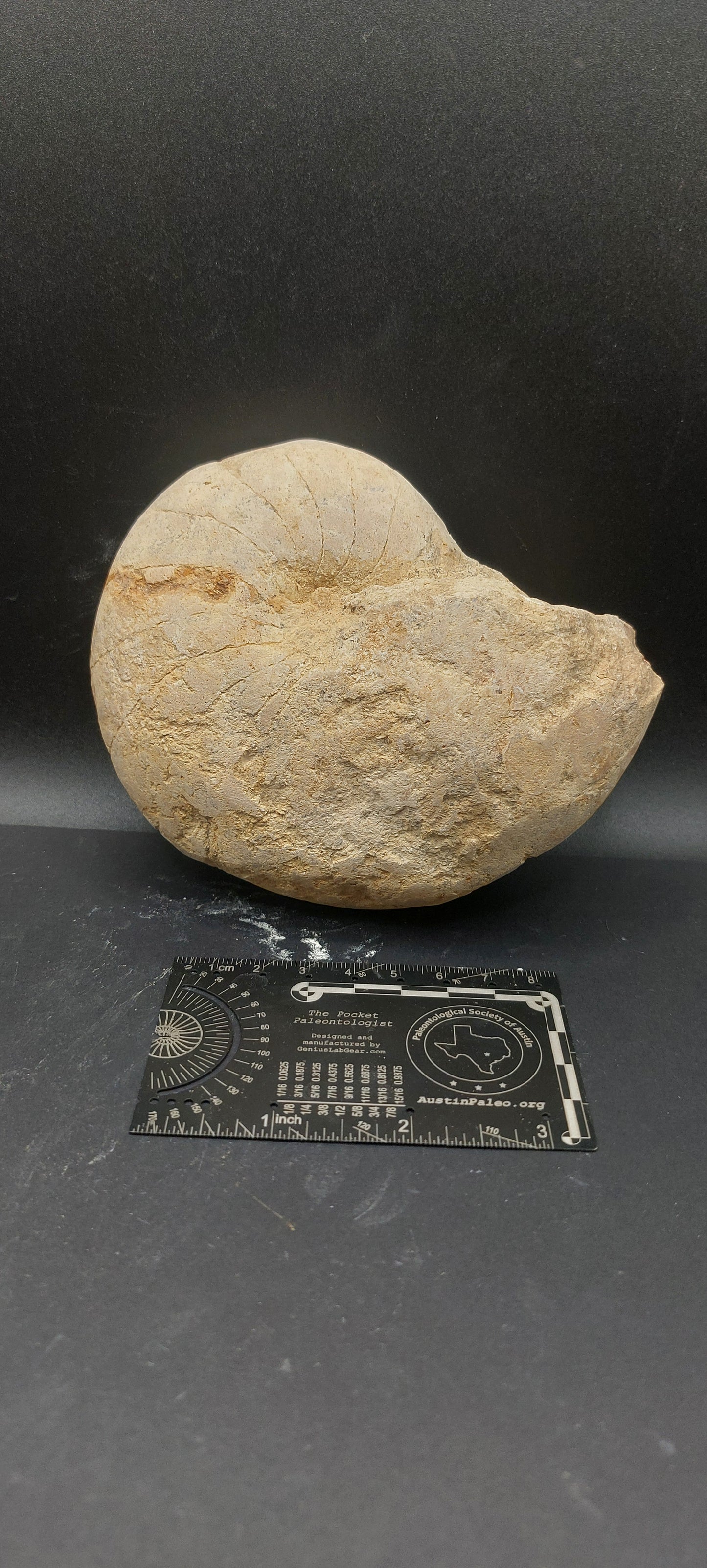 Cymatoceras texanum-Texas 05