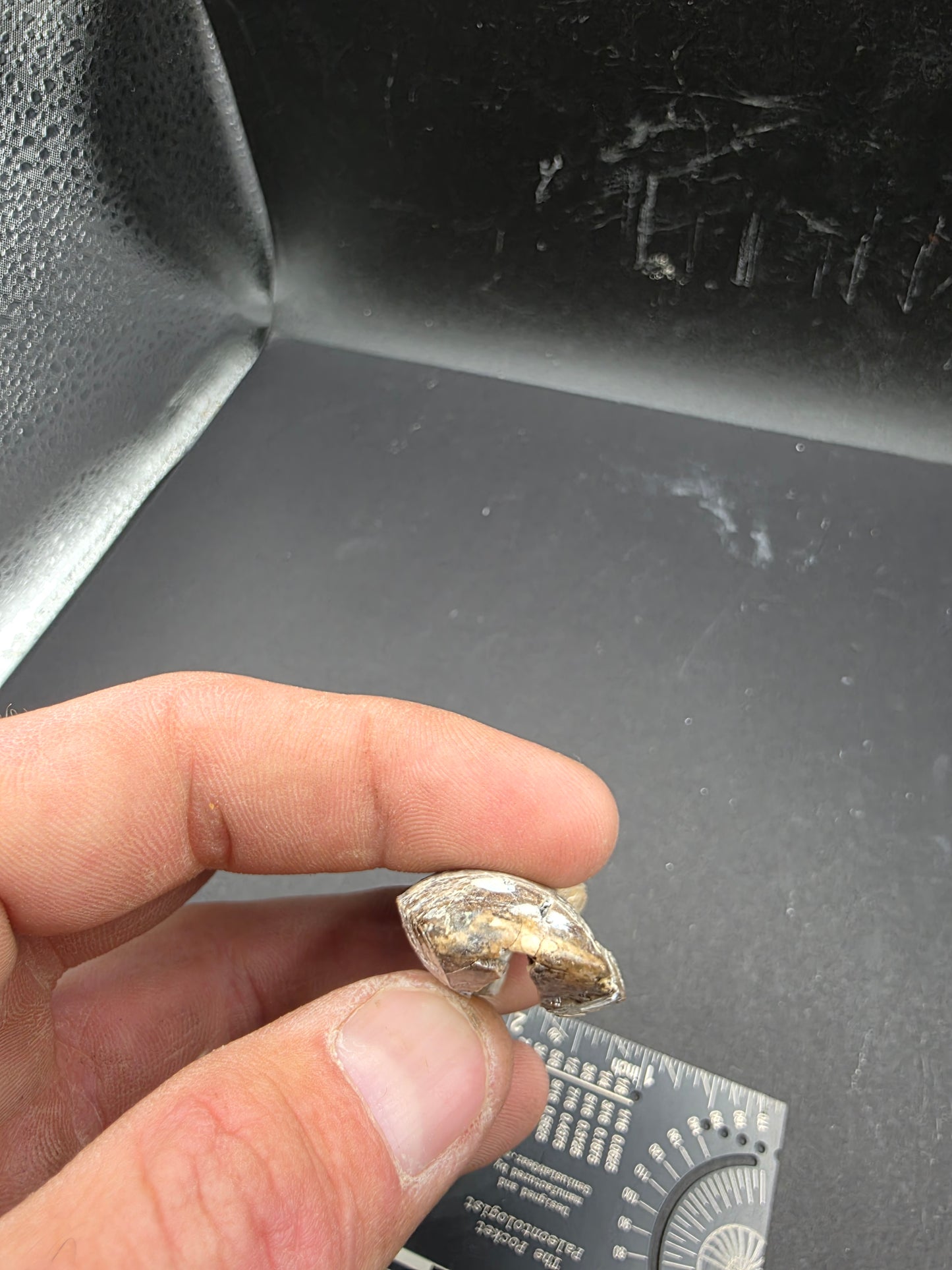 Tyrannosaurid Tooth-Texas