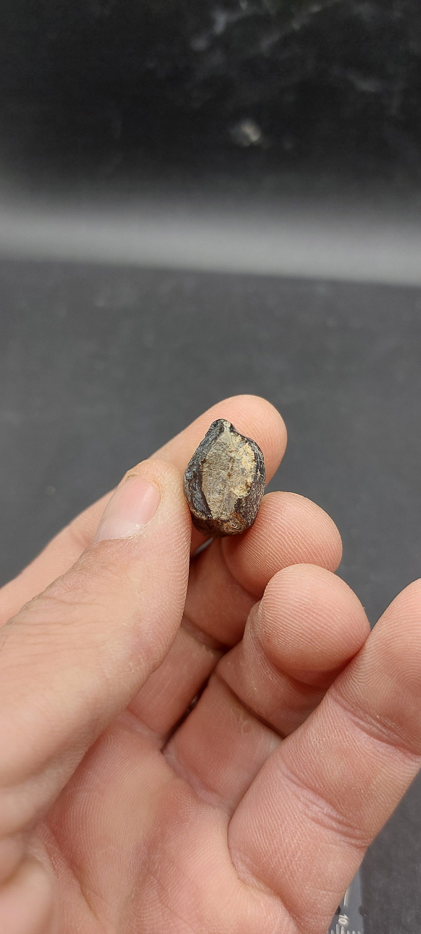 Coryphodon sp. Tooth-Wyoming 02
