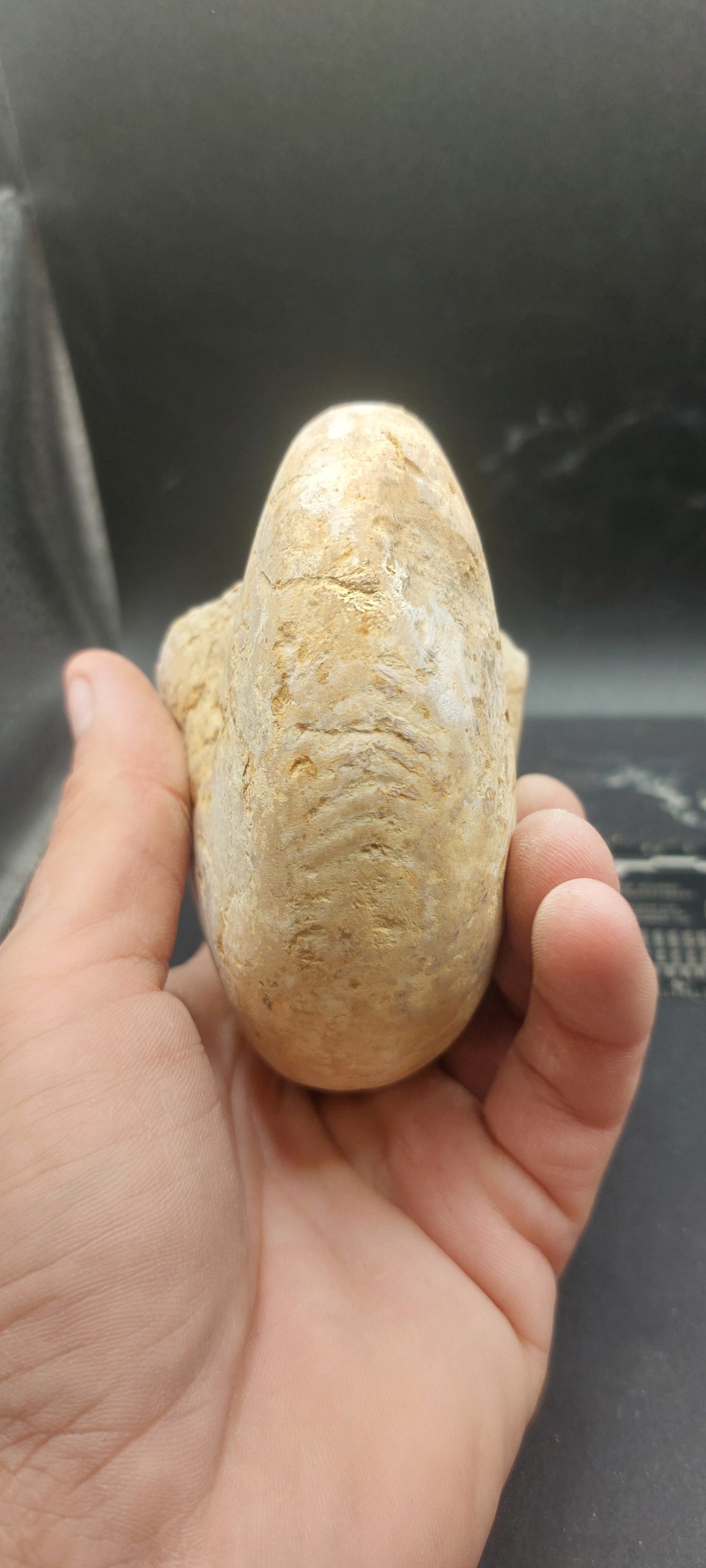 Cymatoceras texanum-Texas 03