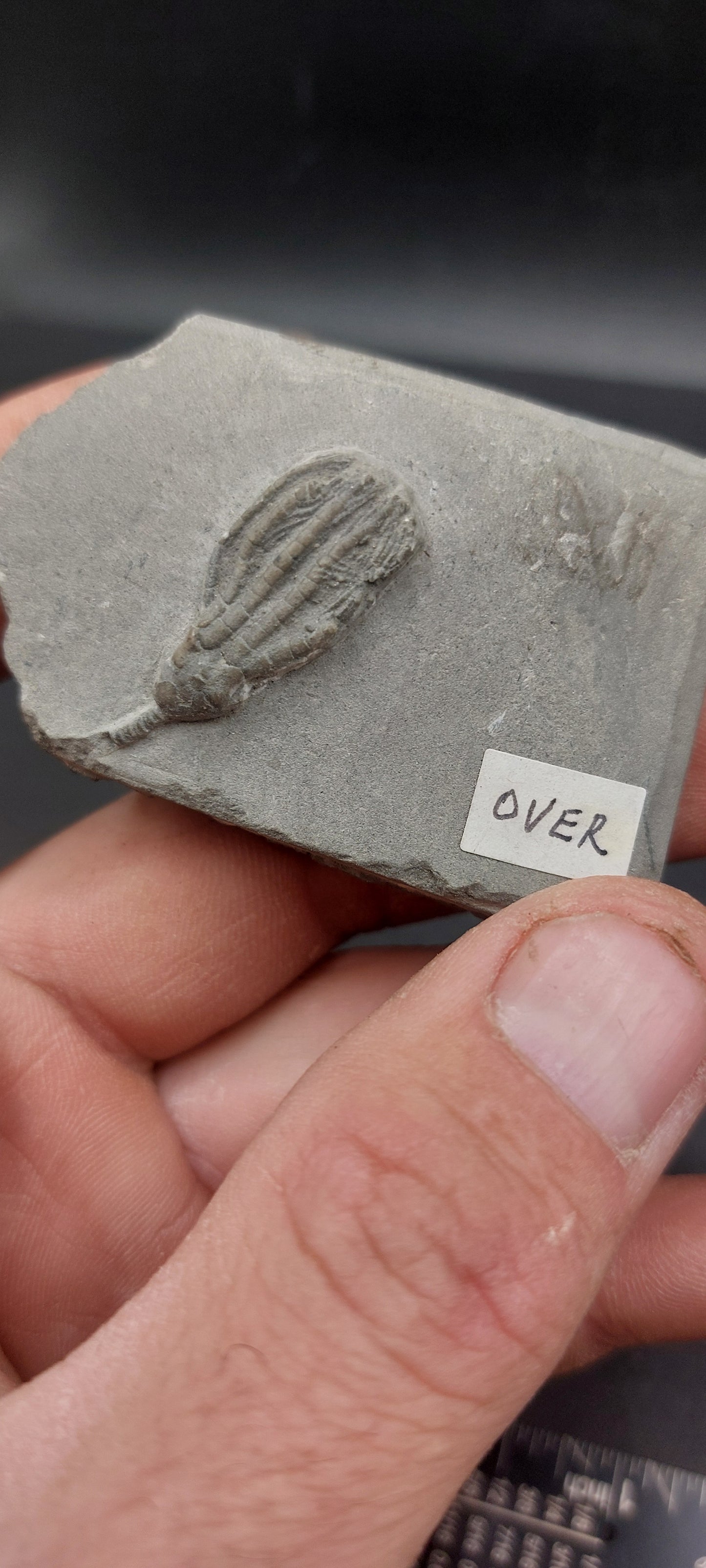 Scytalocrinus robustus and Scytalocrinus disparilis-Indiana