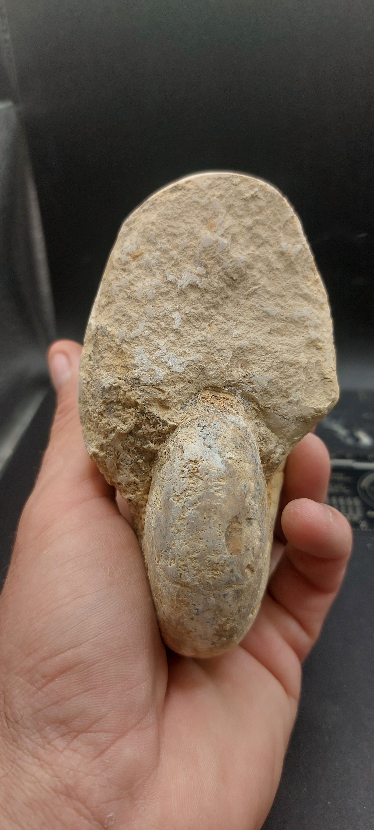 Cymatoceras texanum-Texas 03