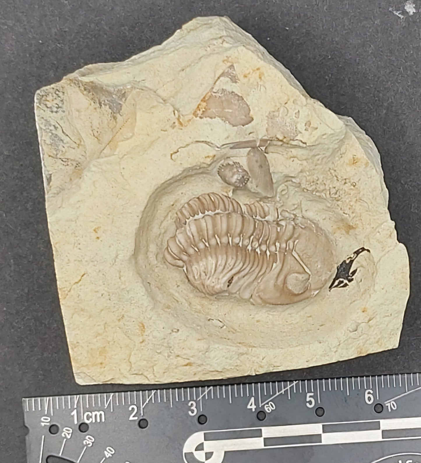 Kainops invius-Oklahoma