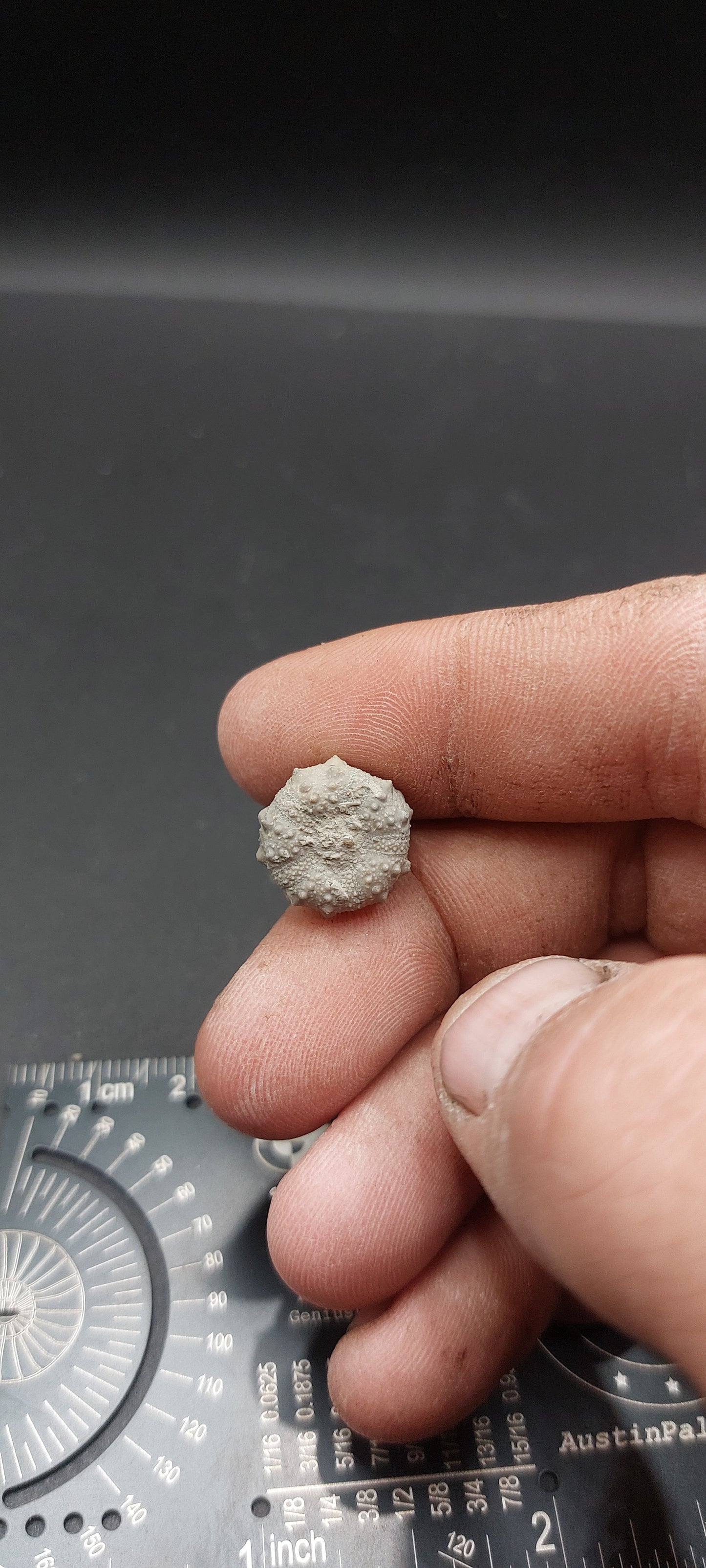 Goniophorus sp.-Texas 06