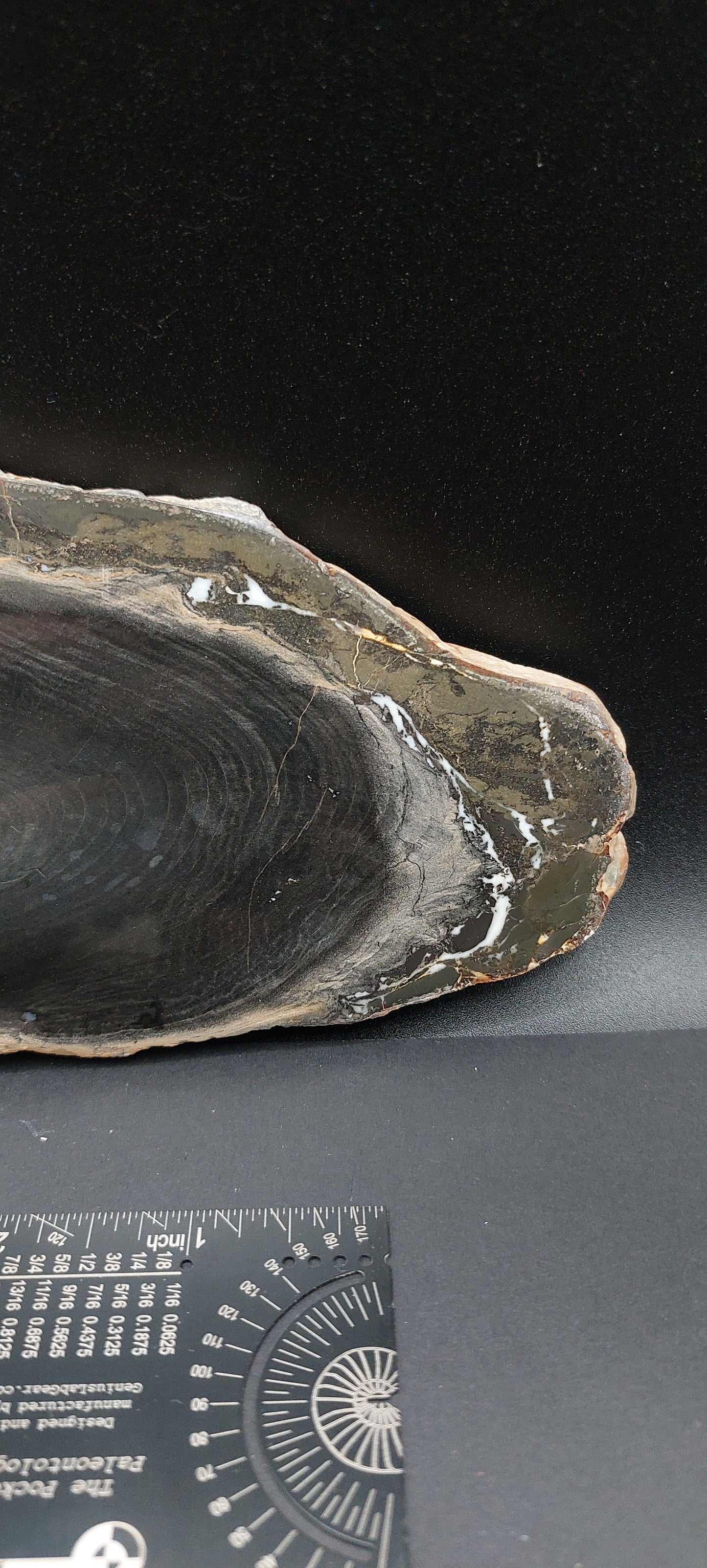 Petrified Wood-Oregon 03