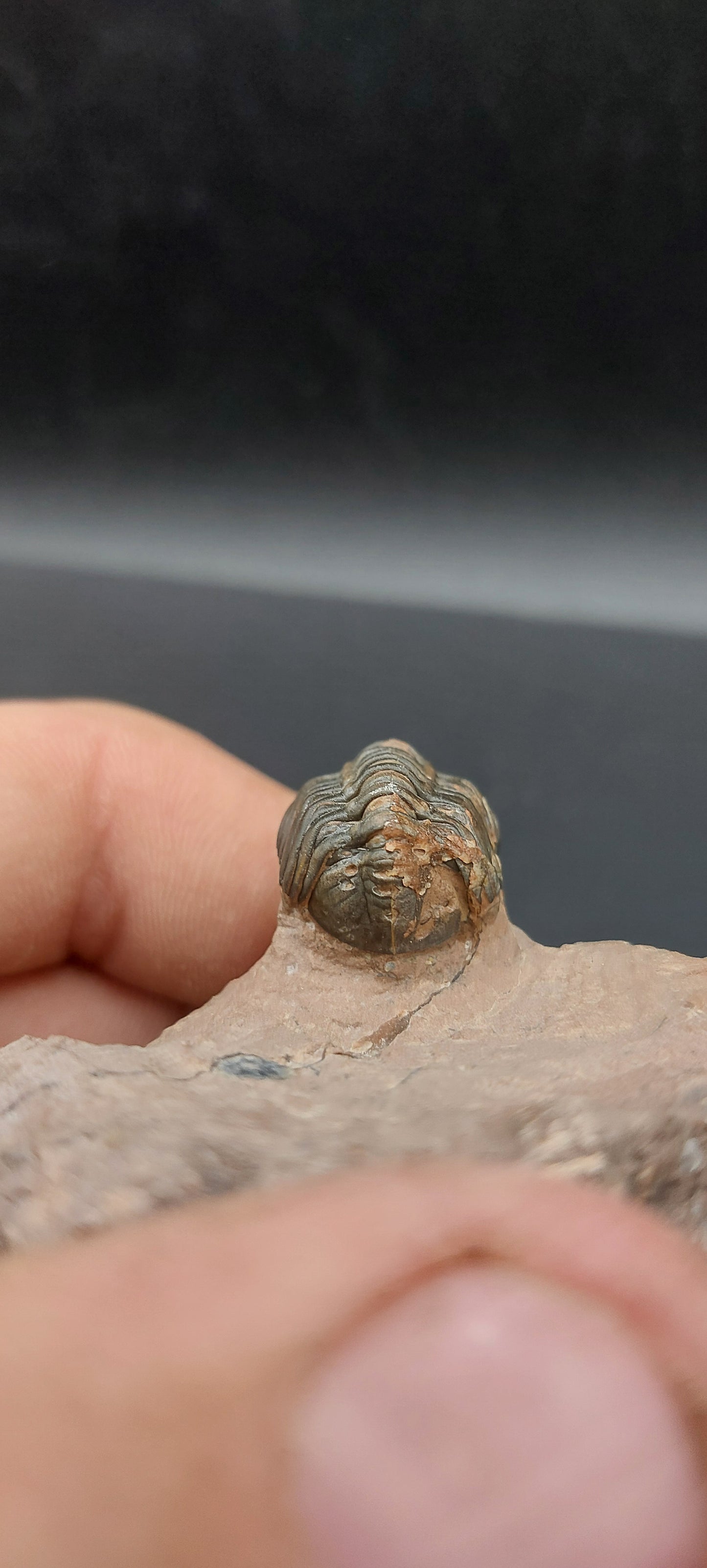 Reedops sp.-Morocco A2