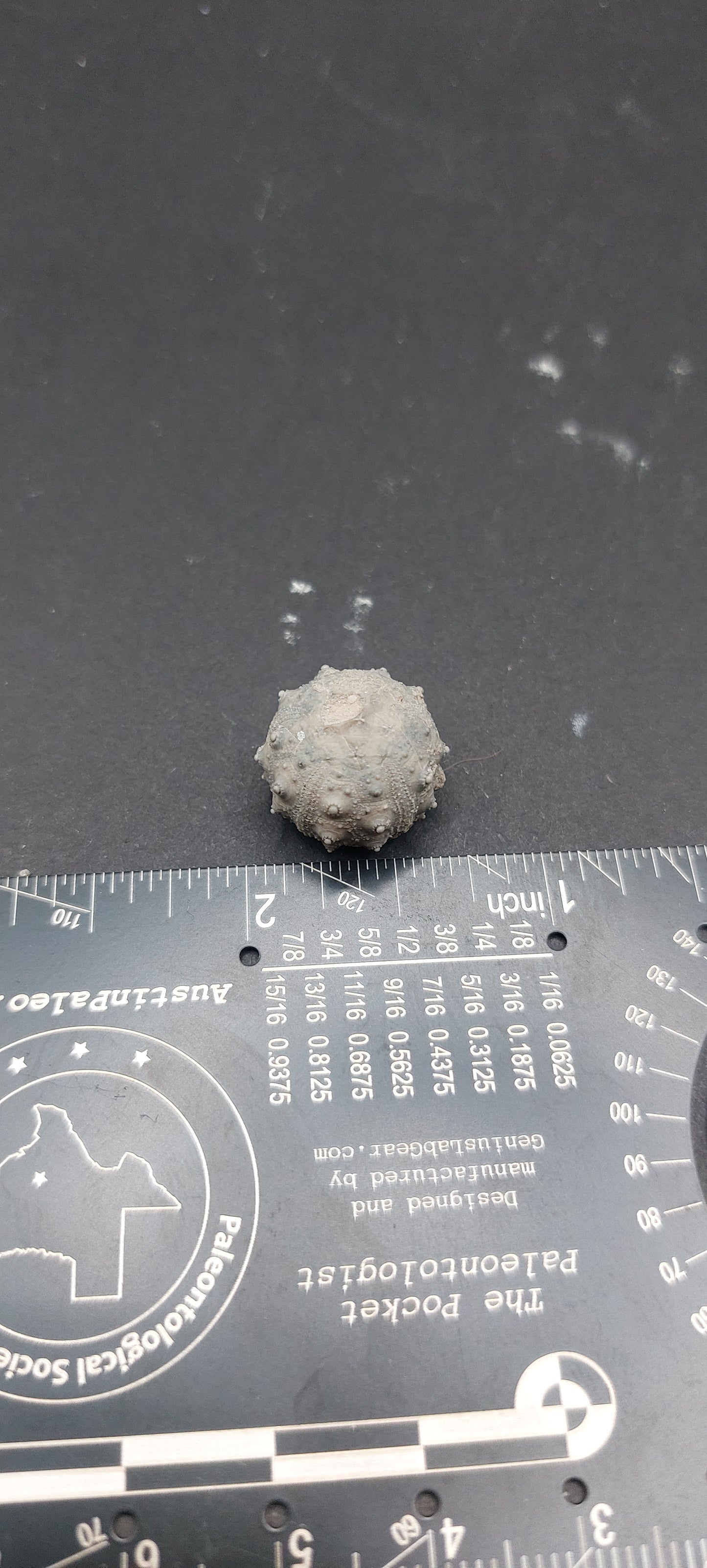 Goniophorus sp.-Texas 02
