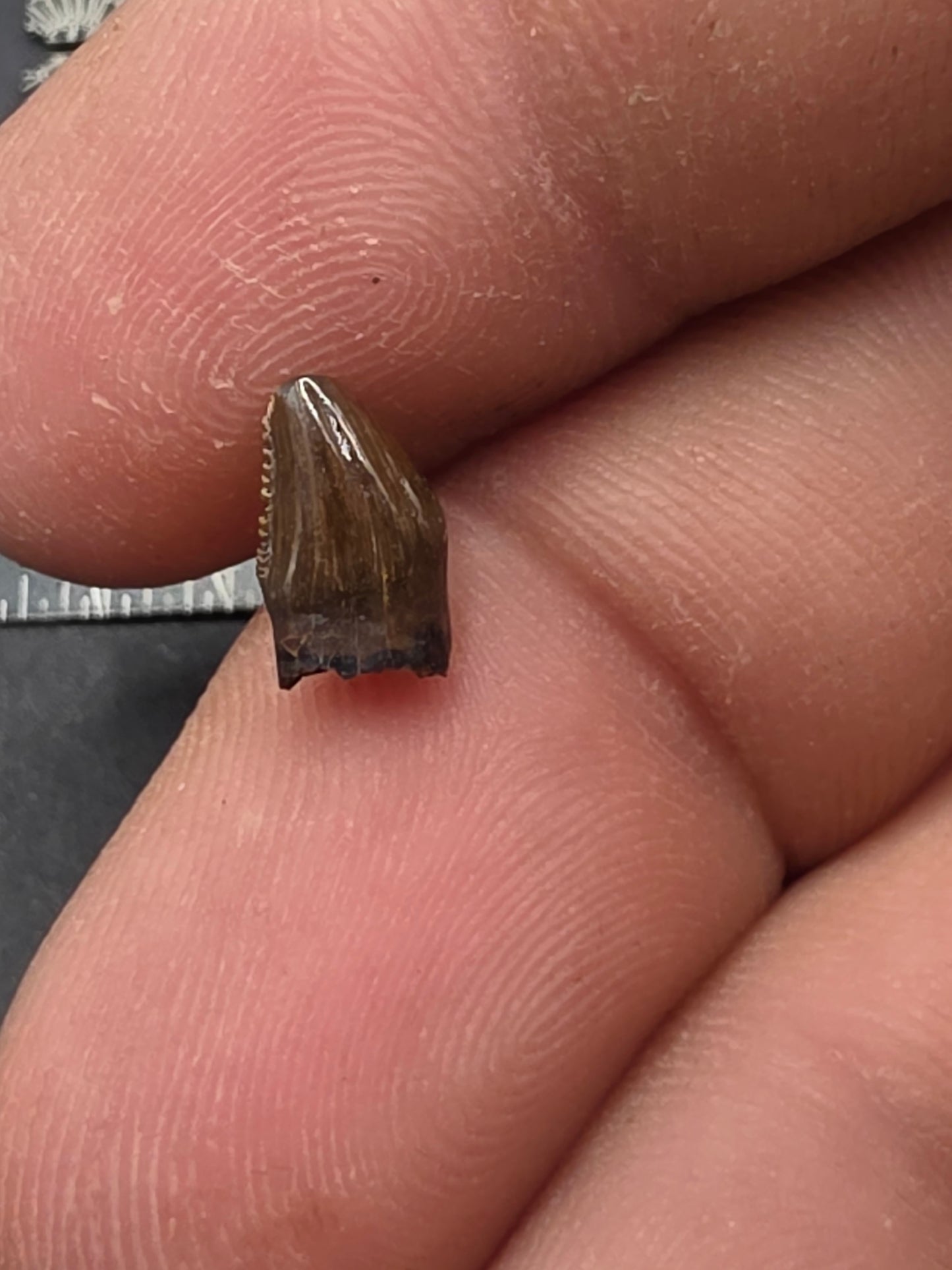 Pachycephalosaur Tooth-Montana 01