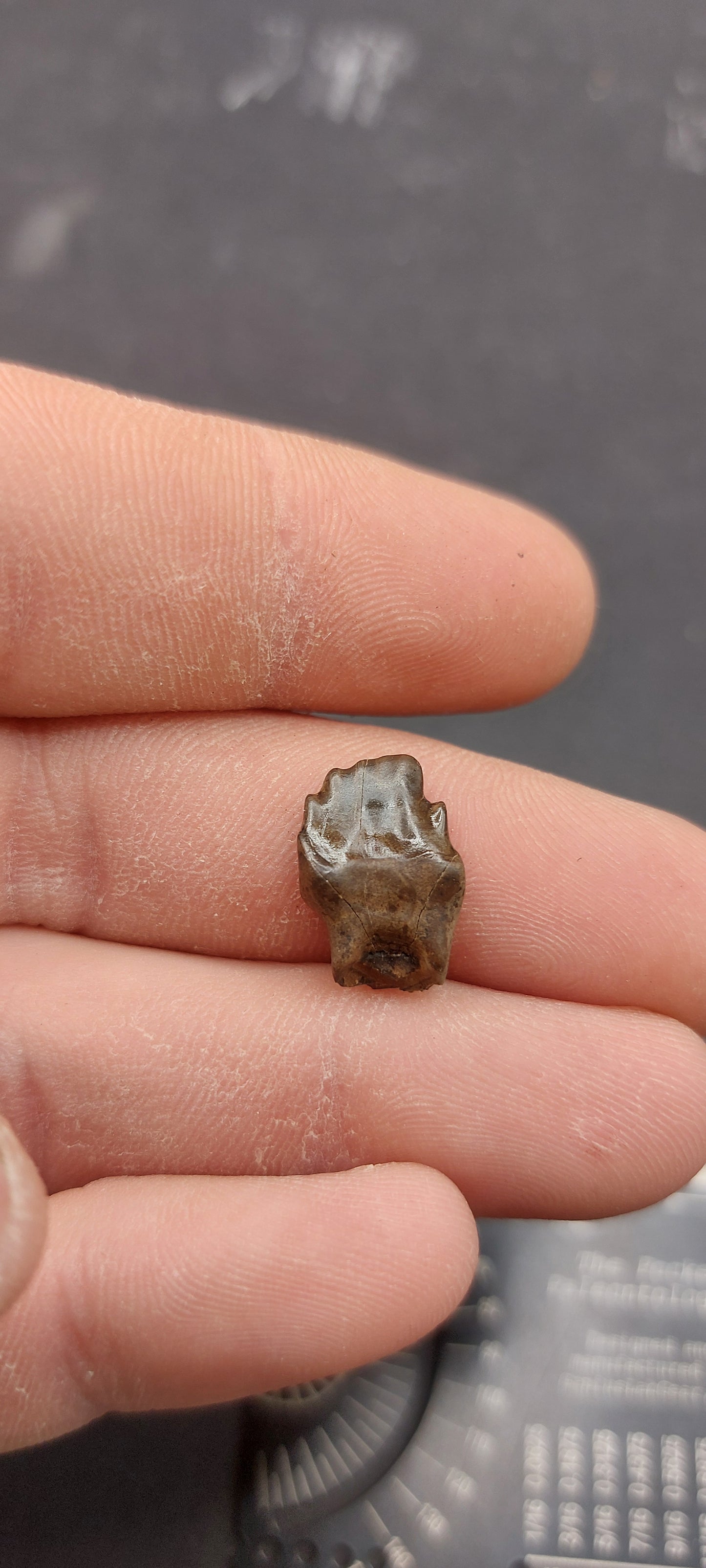 Ankylosaurus magniventris Tooth-Montana 02
