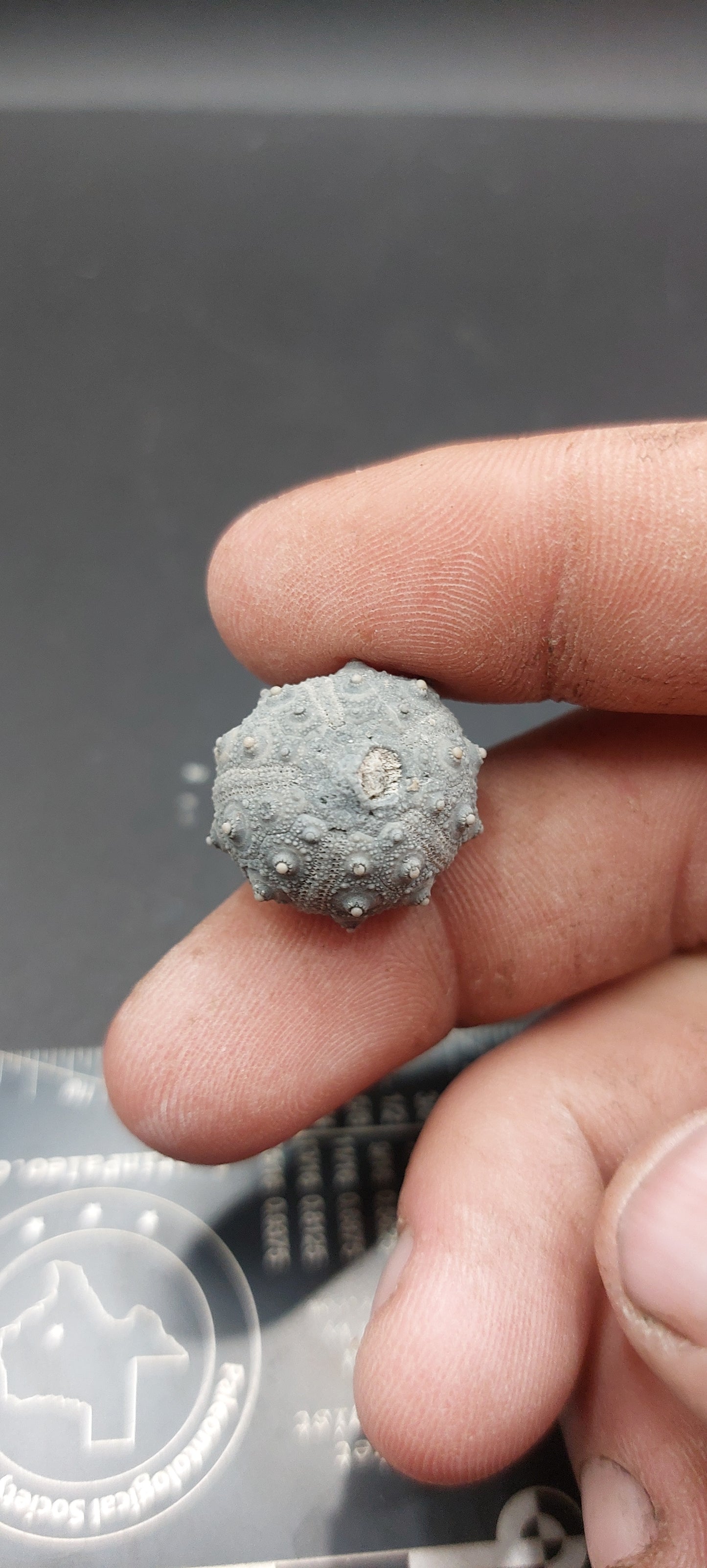 Goniophorus sp.-Texas 05