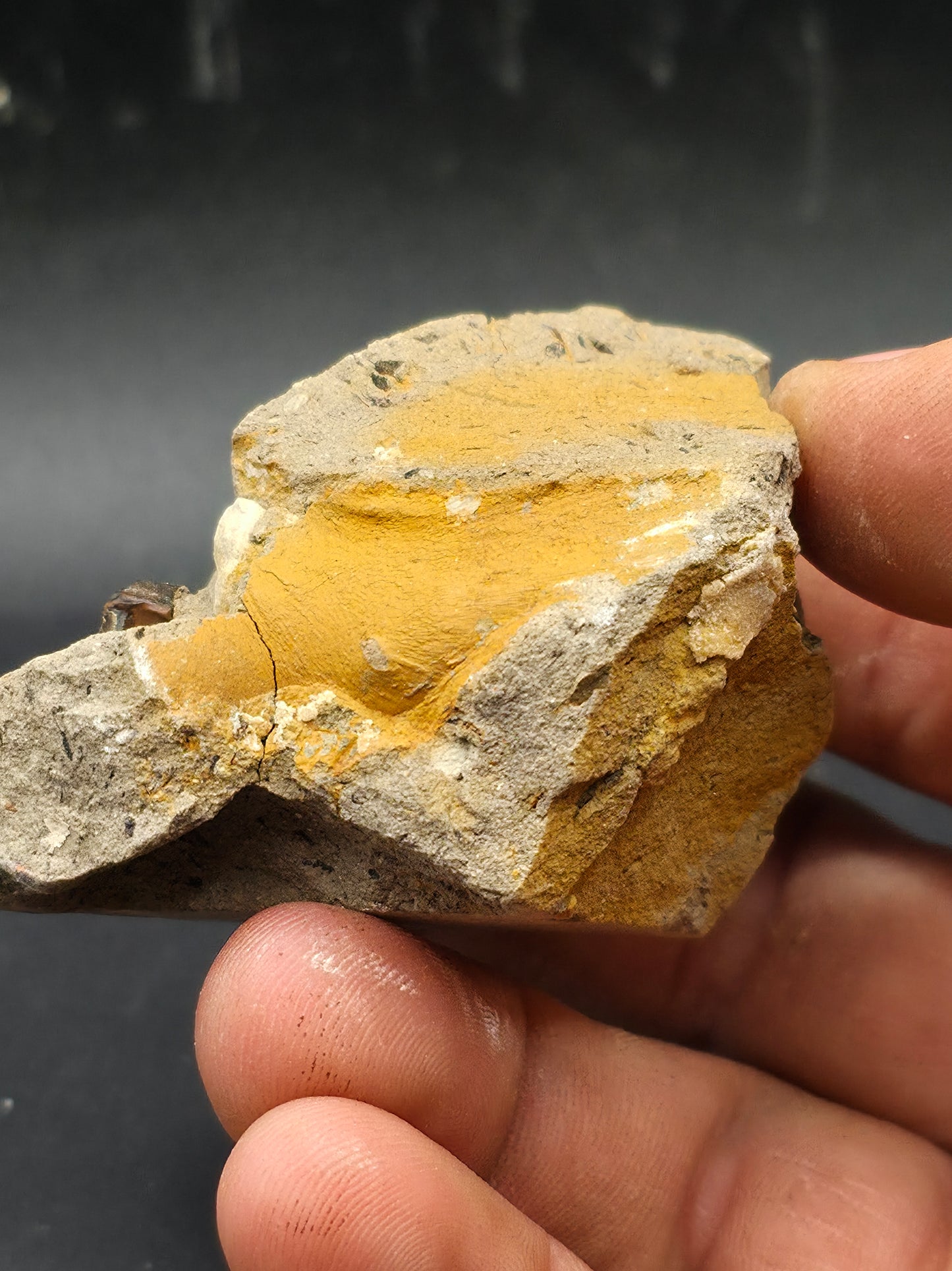 Hadrosaur Spit Tooth-Texas