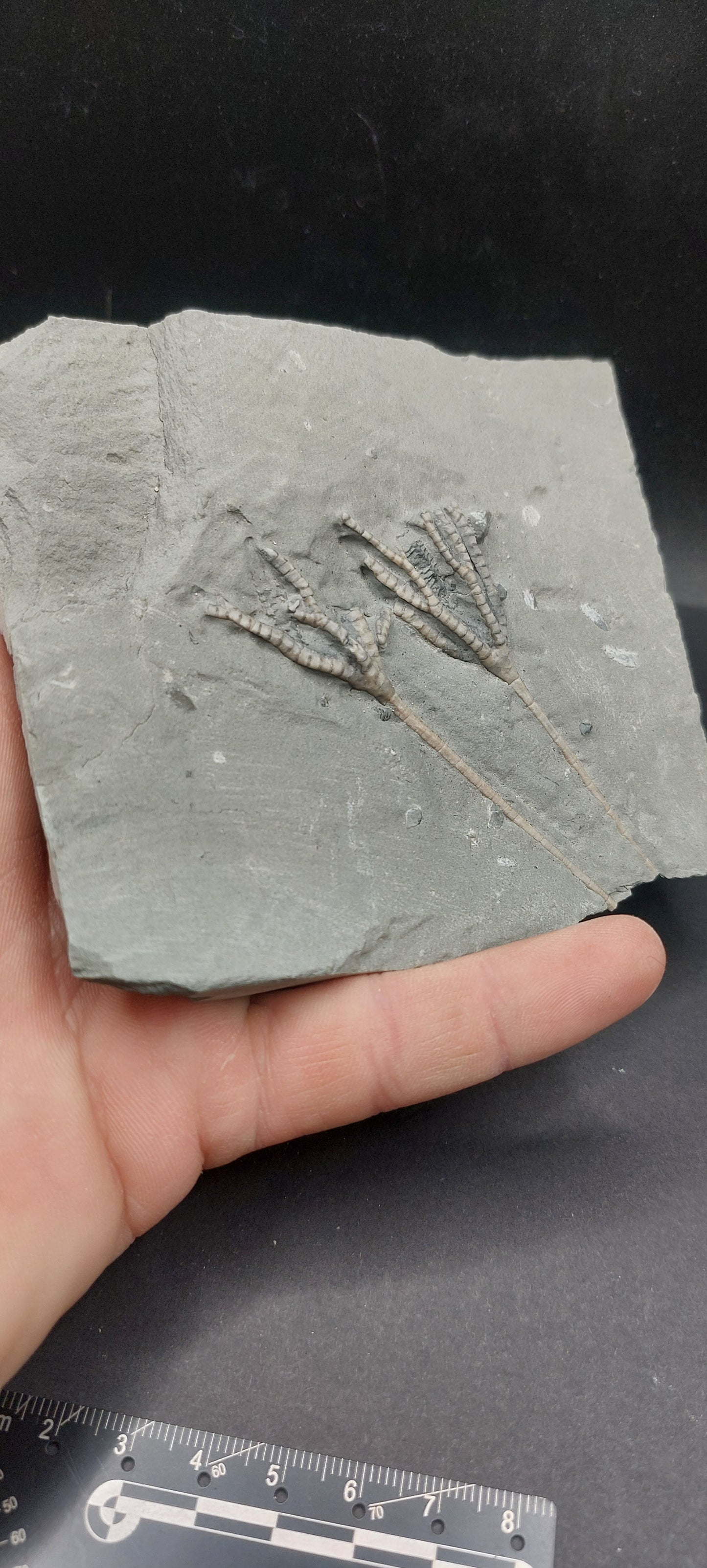 Iocrinus sp.-Ohio