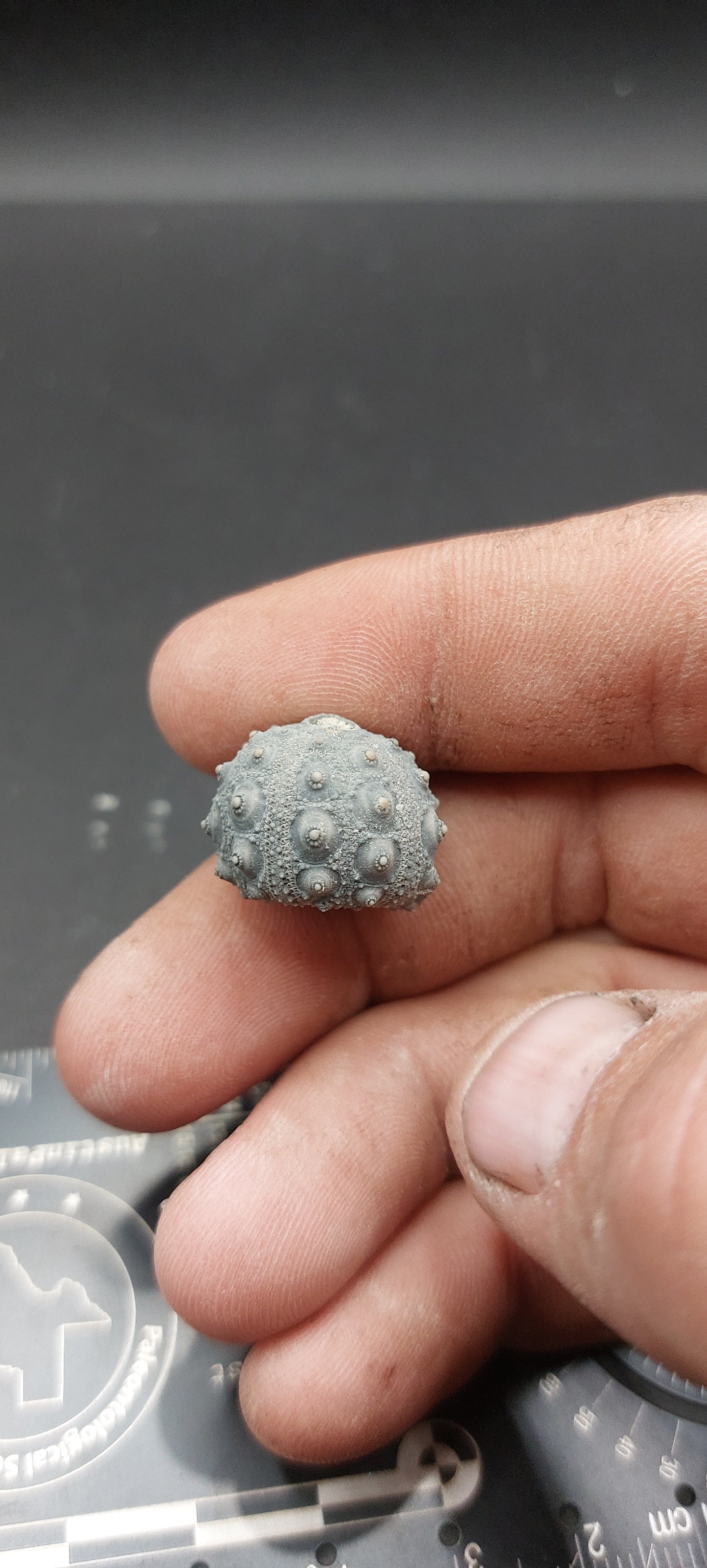 Goniophorus sp.-Texas 05