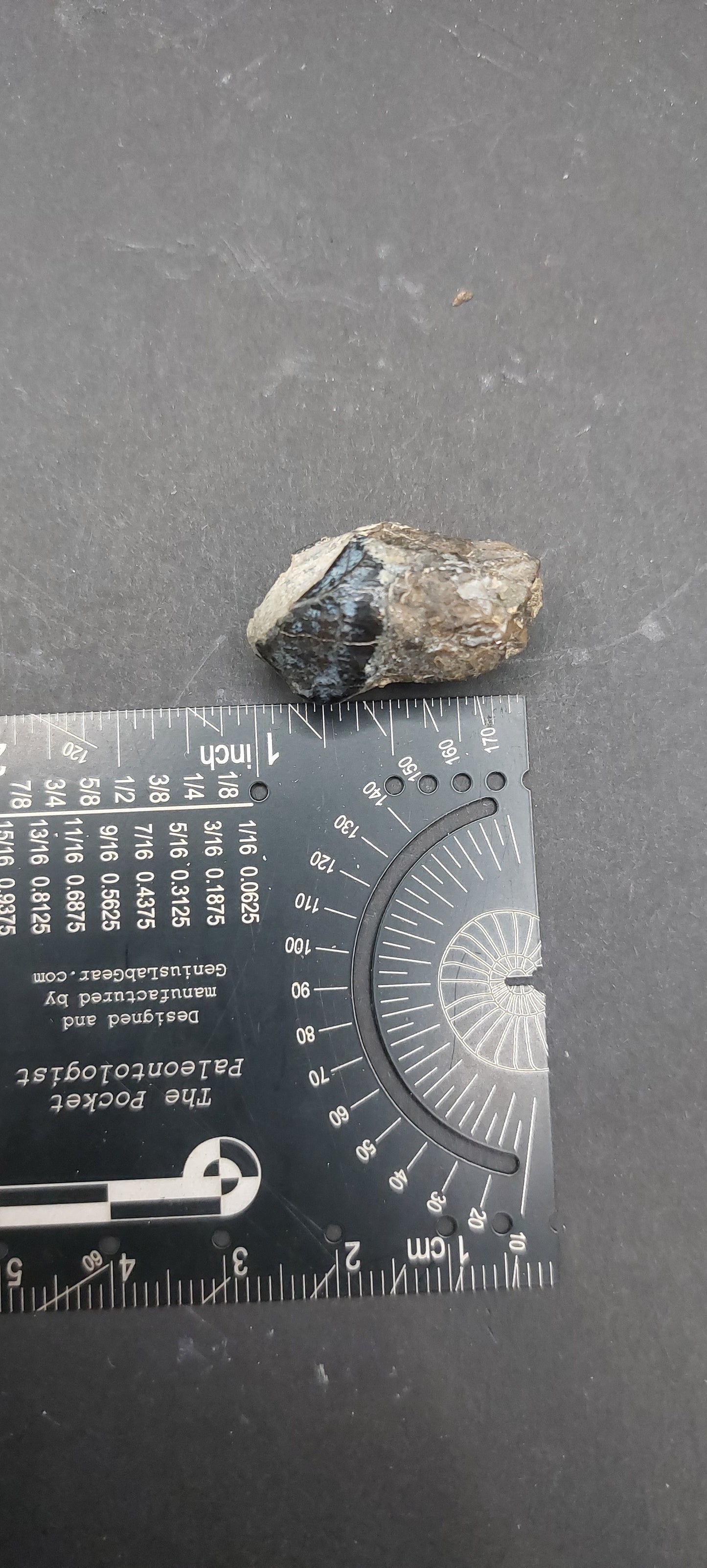 Coryphodon sp. Tooth-Wyoming 02