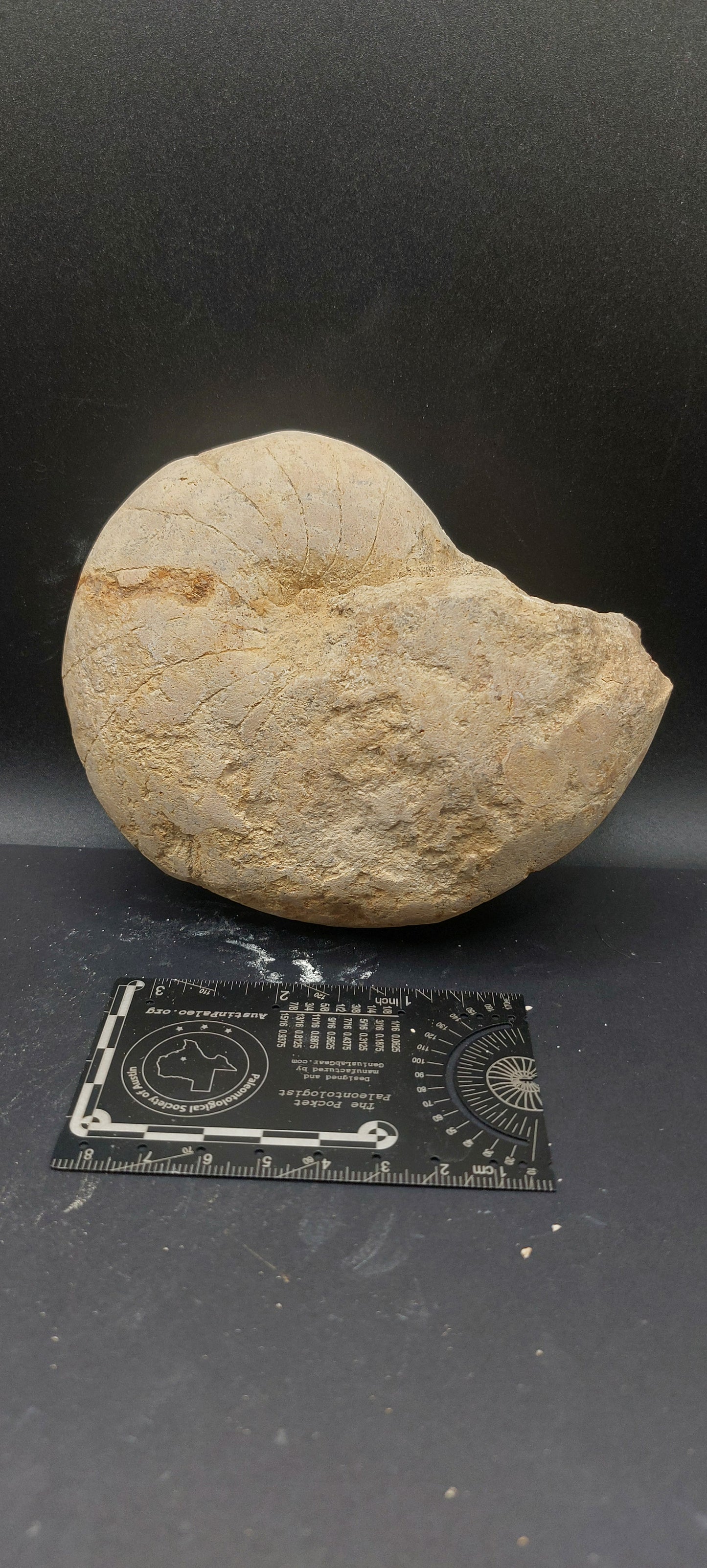 Cymatoceras texanum-Texas 05