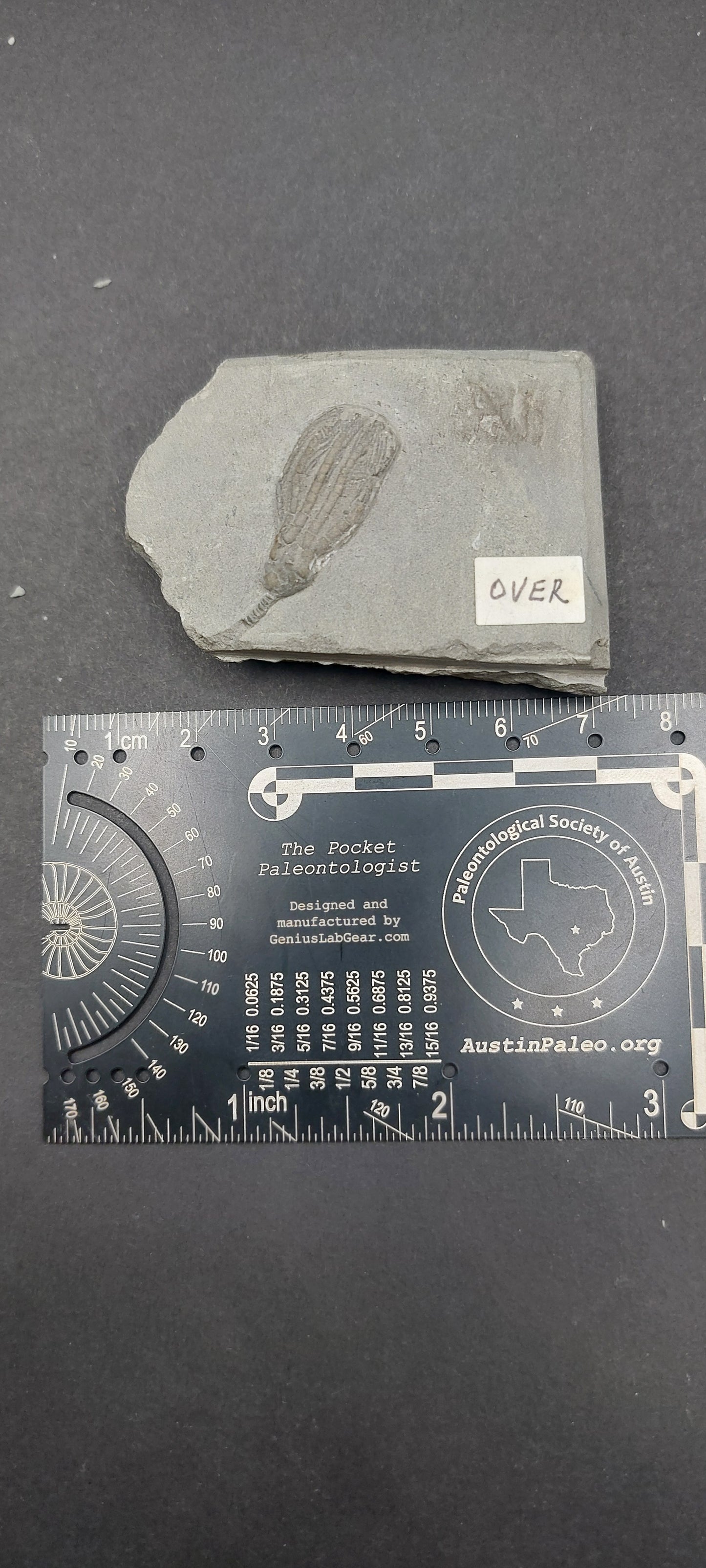 Scytalocrinus robustus and Scytalocrinus disparilis-Indiana