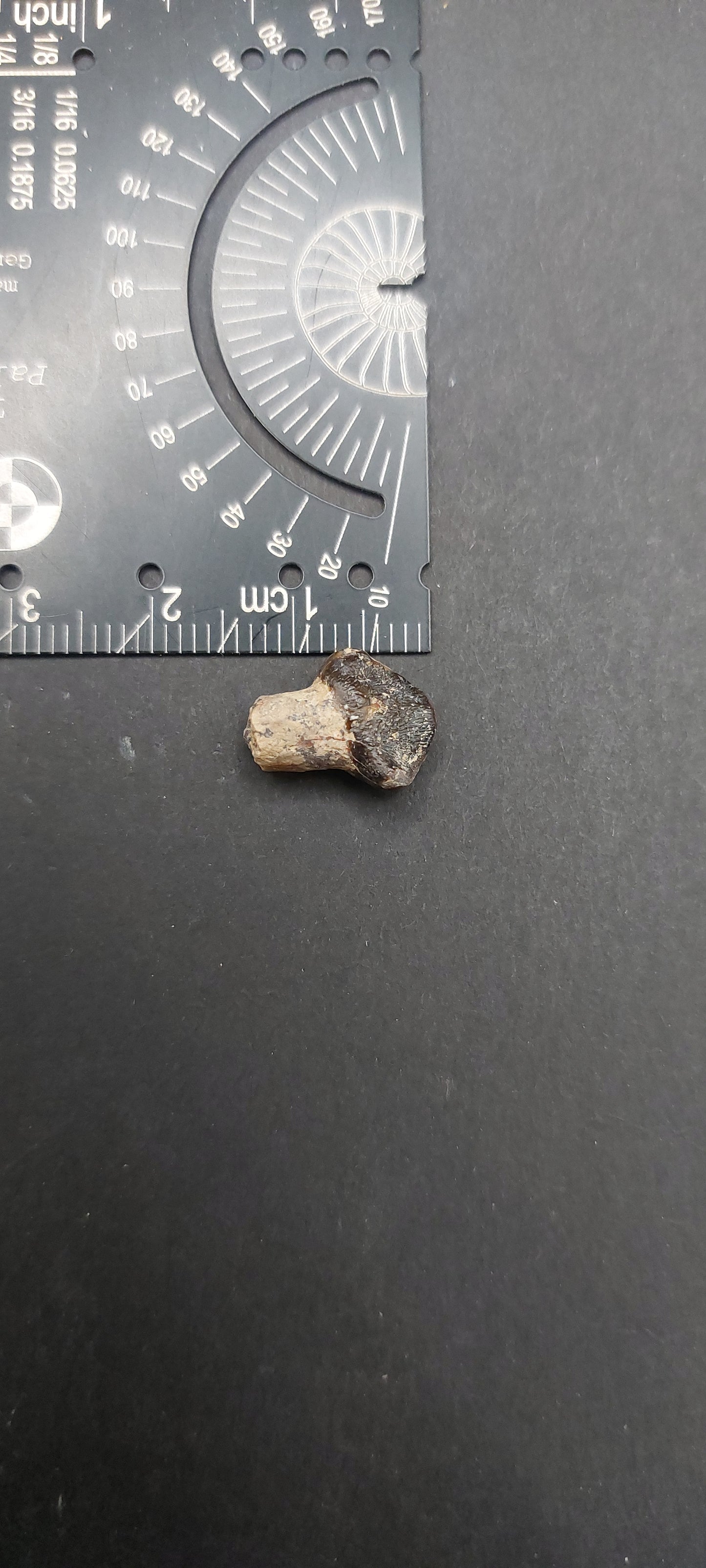 Coryphodon sp. Tooth-Wyoming 03