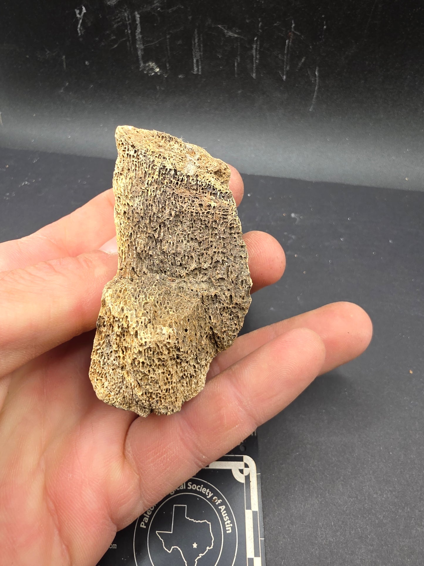 Partial Hadrosaur Vertebra on Stand-Montana