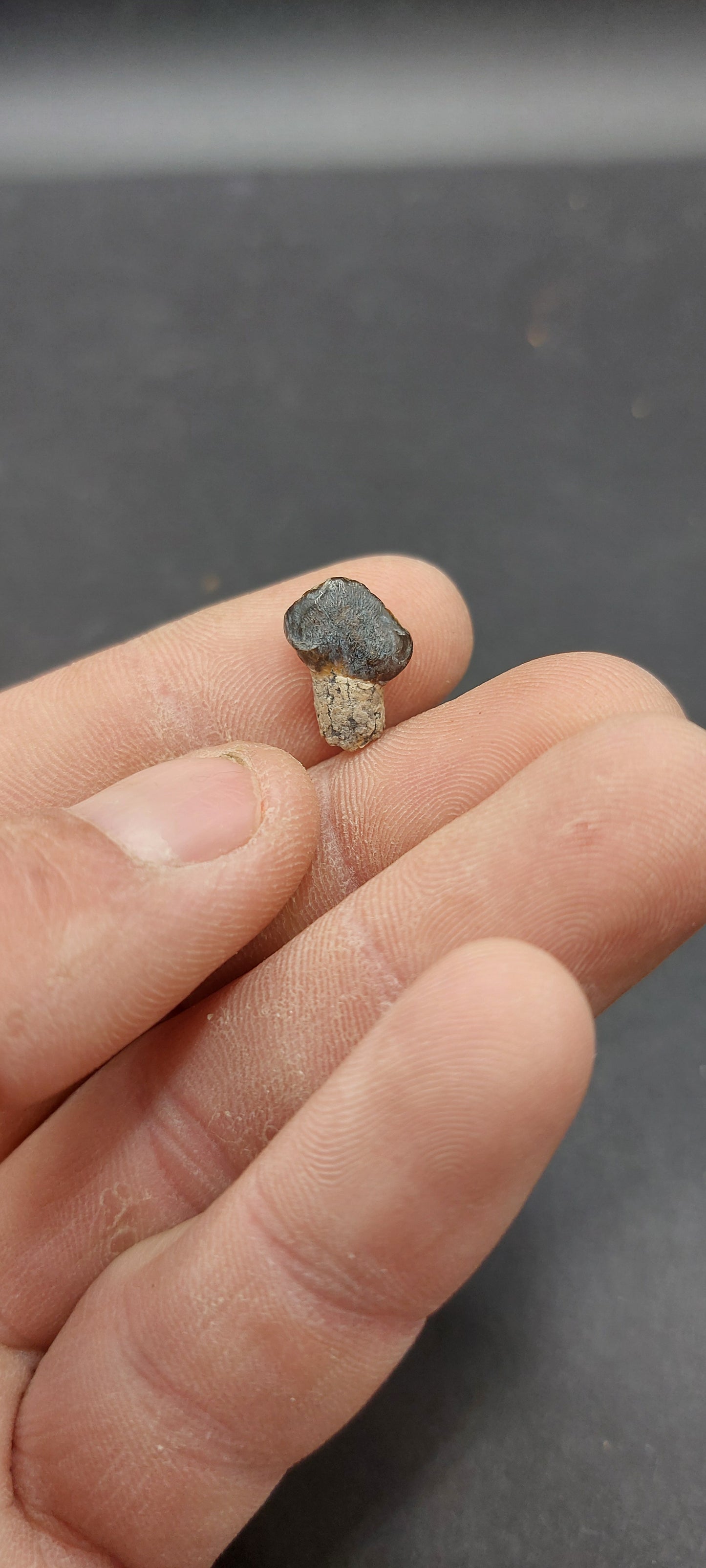 Coryphodon sp. Tooth-Wyoming 03