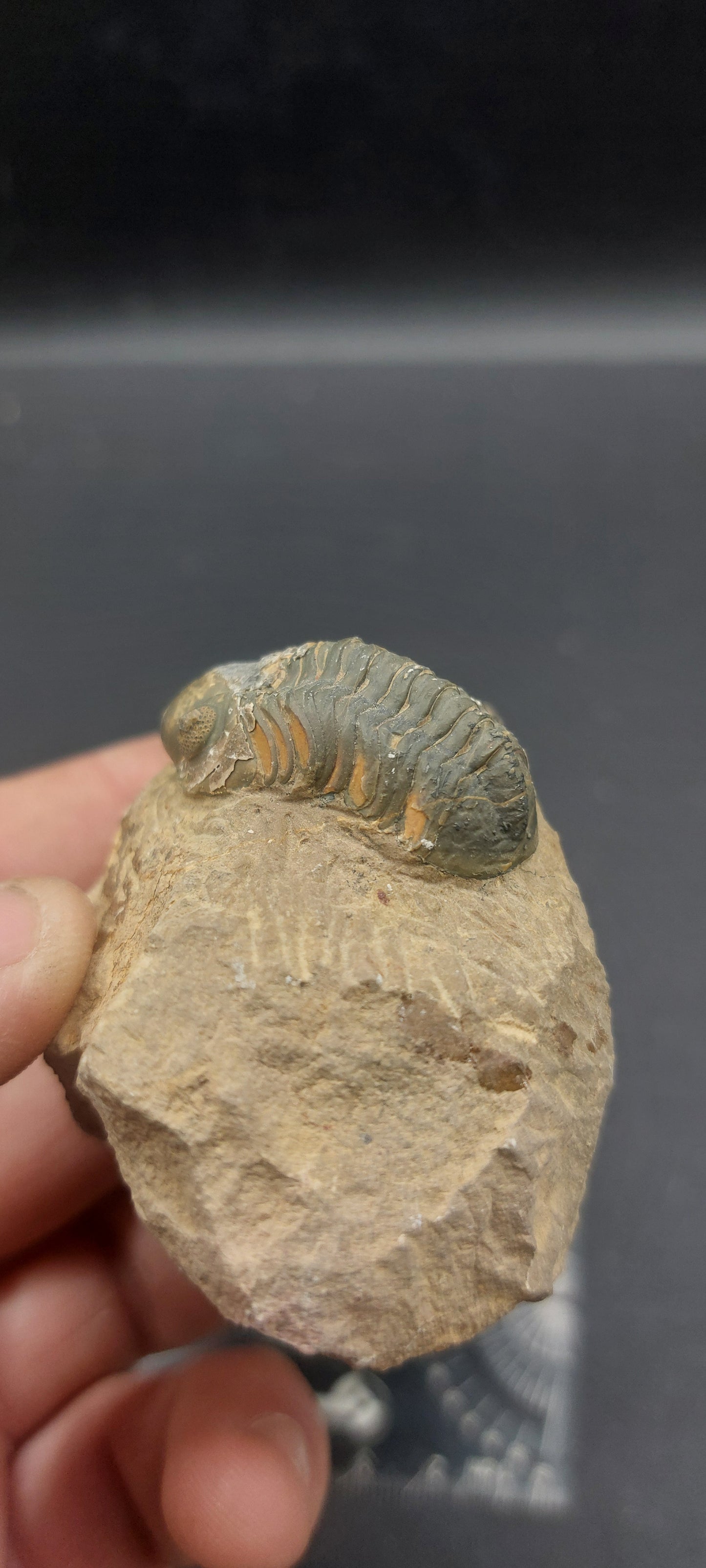 Reedops sp.-Morocco B4
