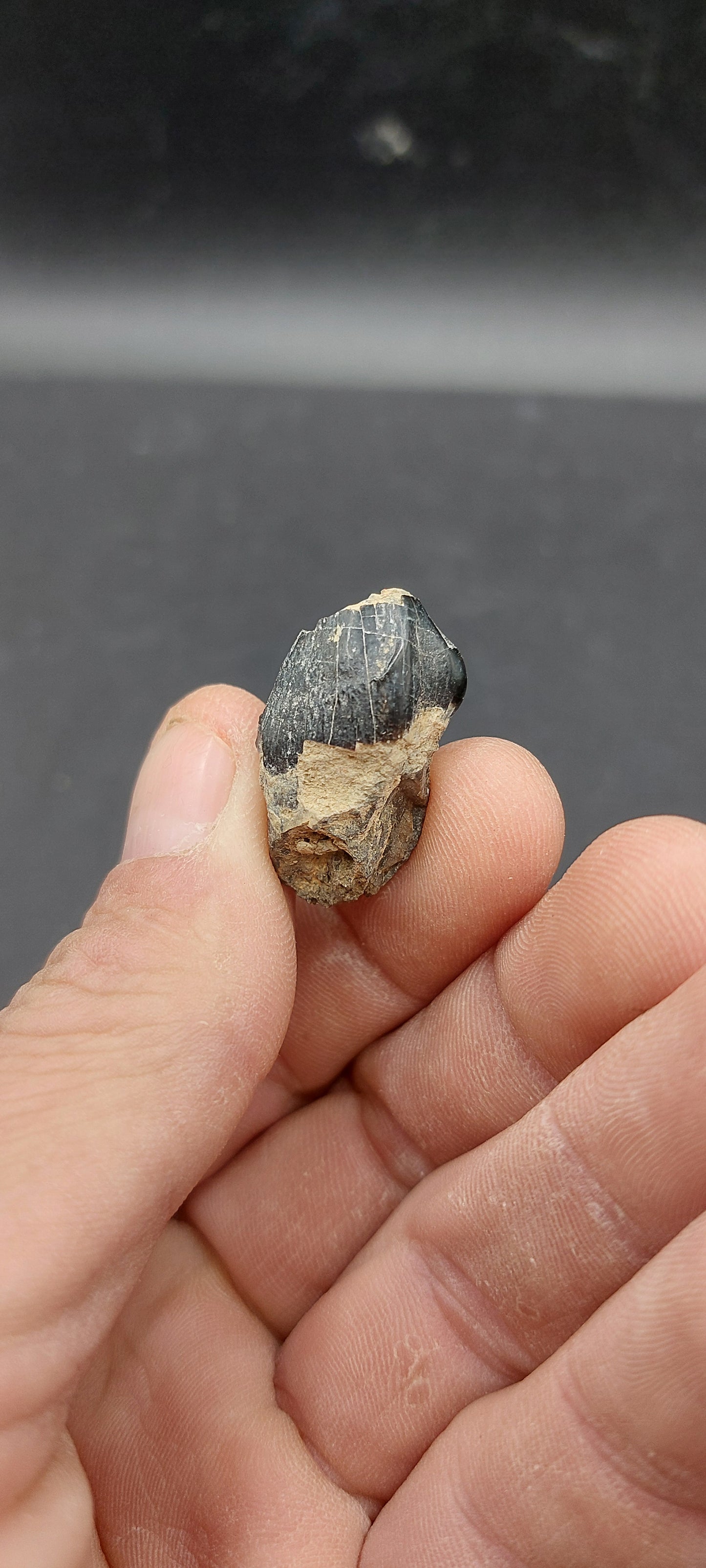 Coryphodon sp. Tooth-Wyoming 02