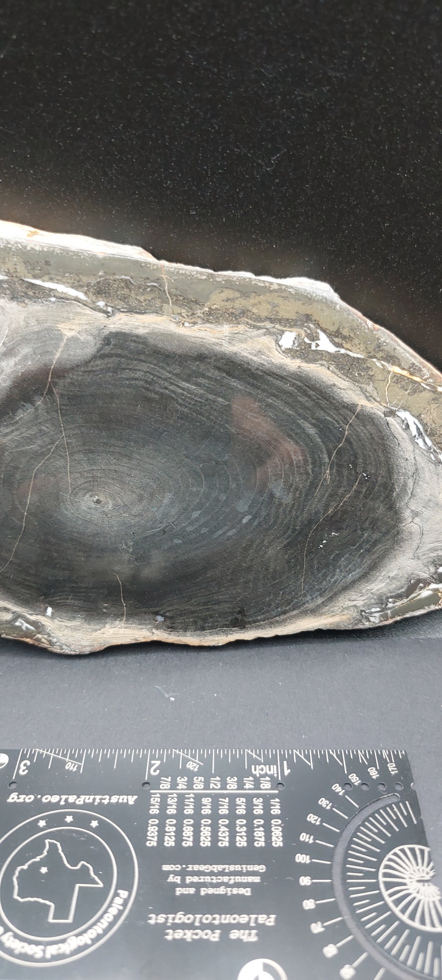 Petrified Wood-Oregon 03