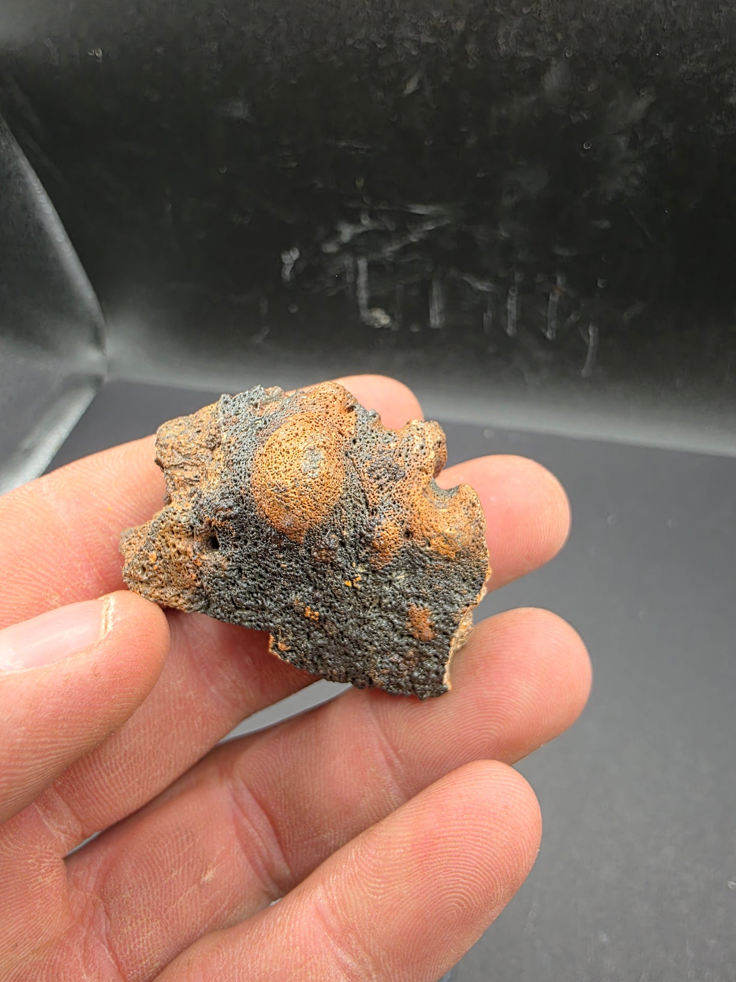 Pachycephalosaurid Skull-Texas