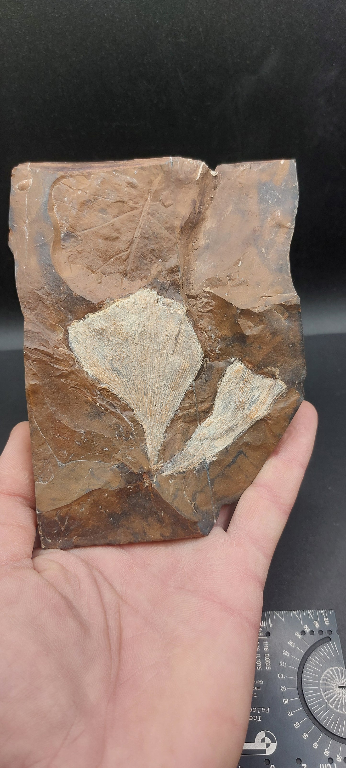 Ginkgo cranei-North Dakota 02