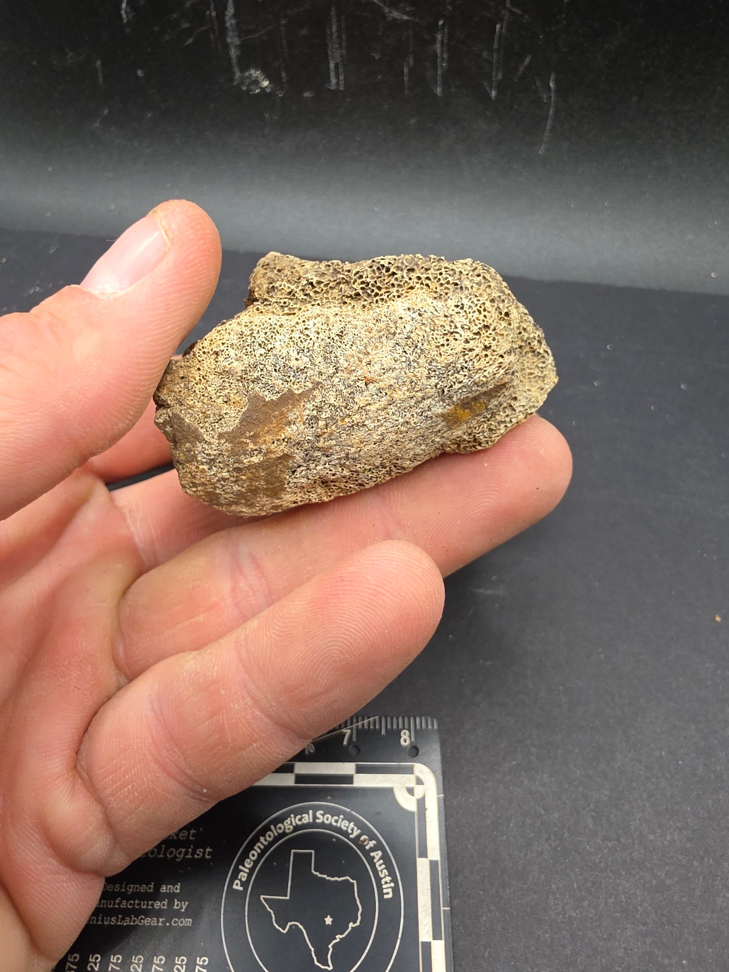 Partial Hadrosaur Vertebra on Stand-Montana