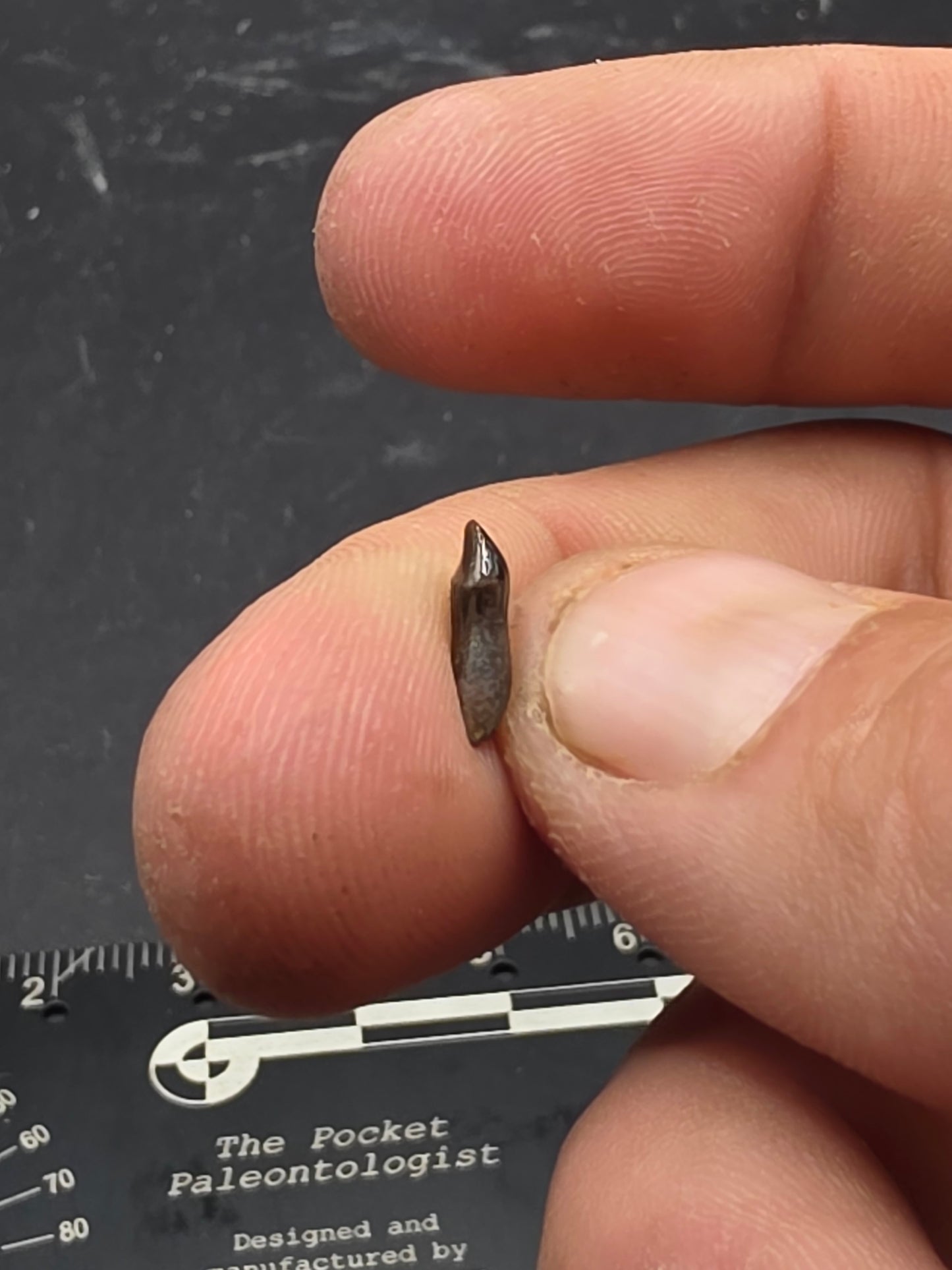 Thescelosaurus Tooth-Montana 04