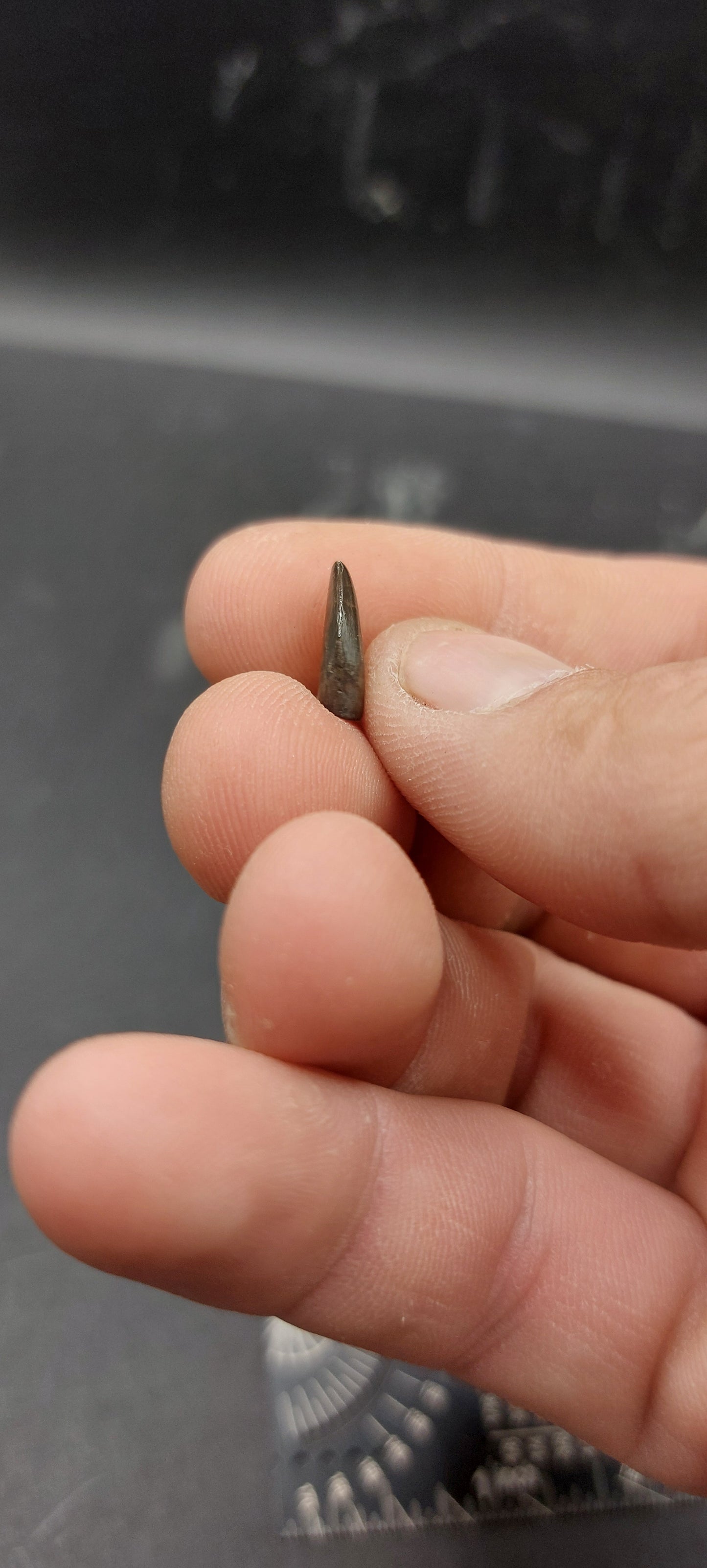 Nanotyrannus lancensis Tooth-Montana