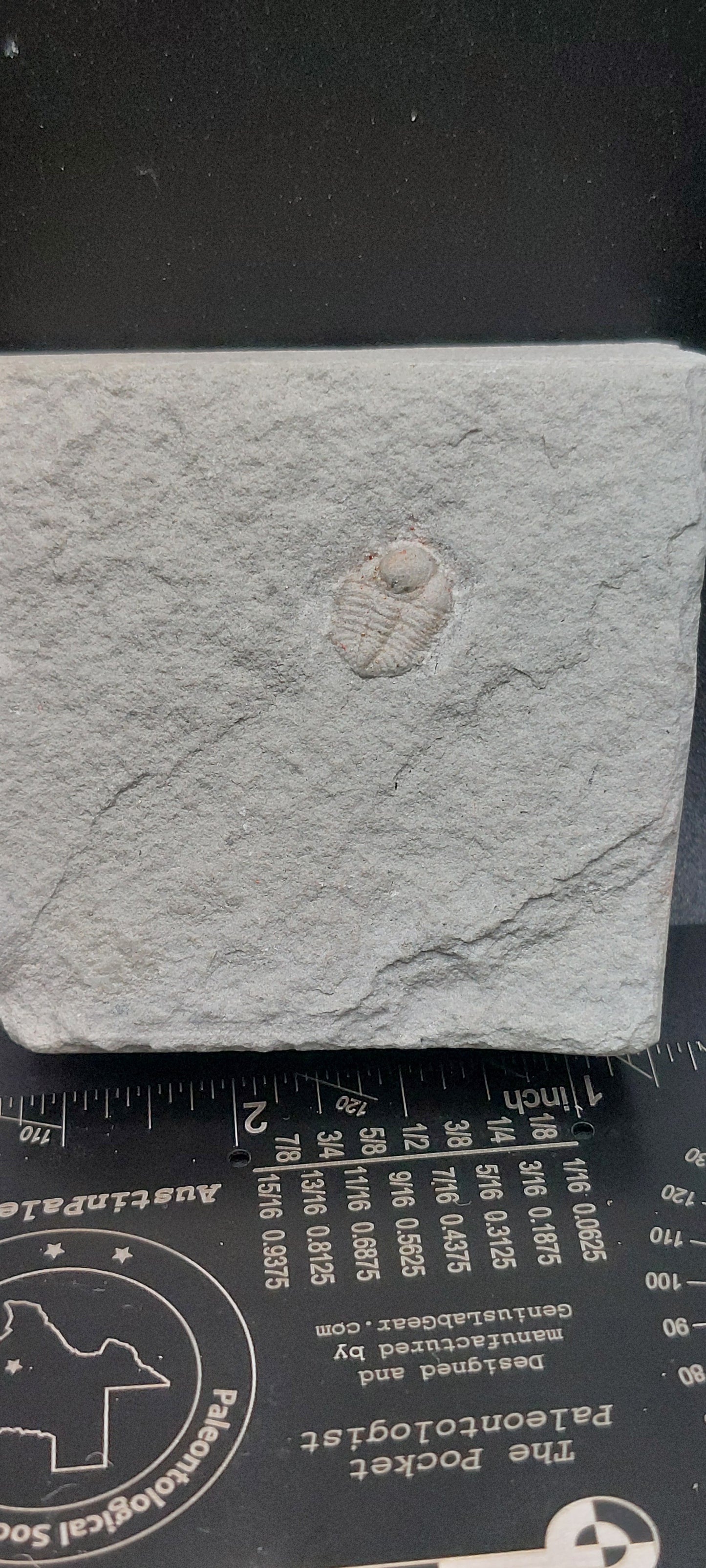 Ampyxina bellatula-Missouri 03