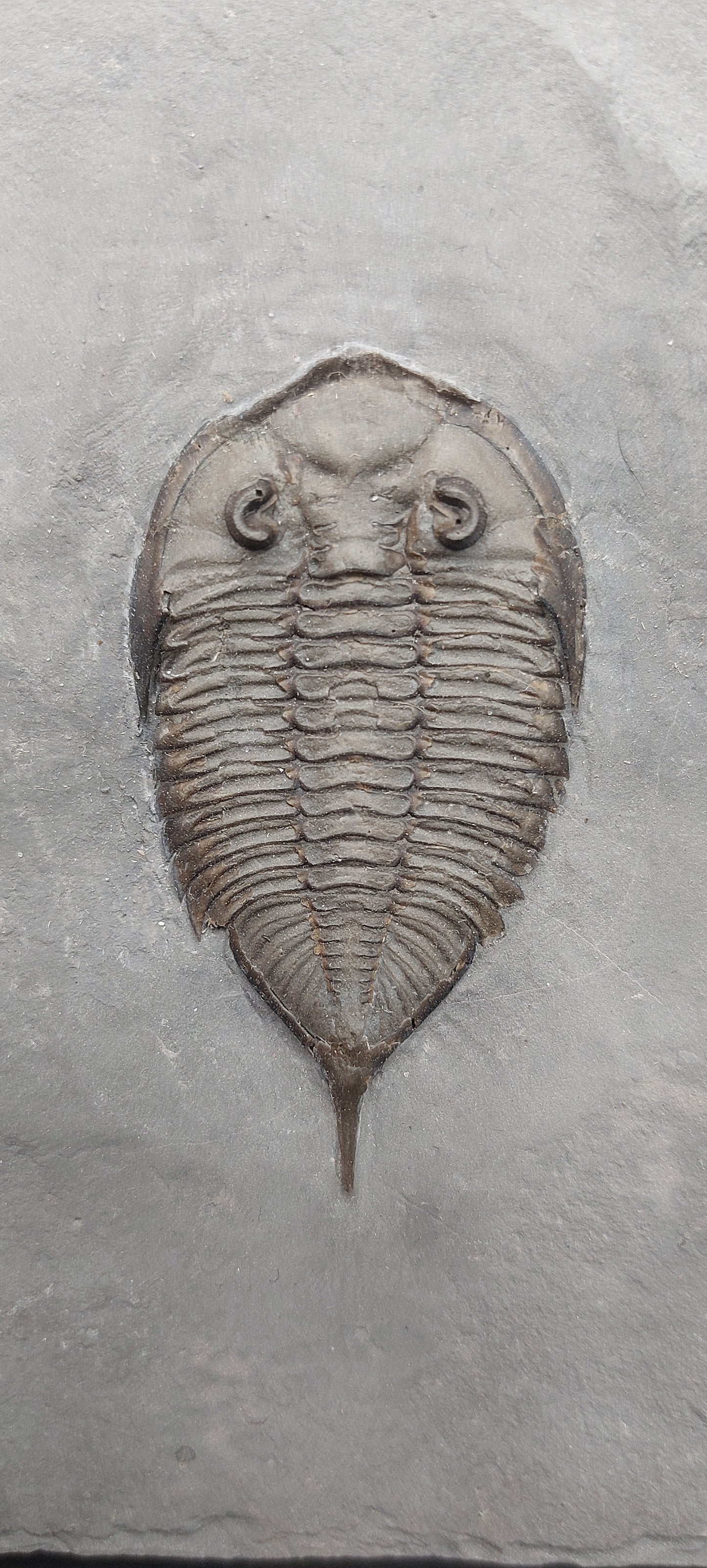 Dalmanites limulurus-New York
