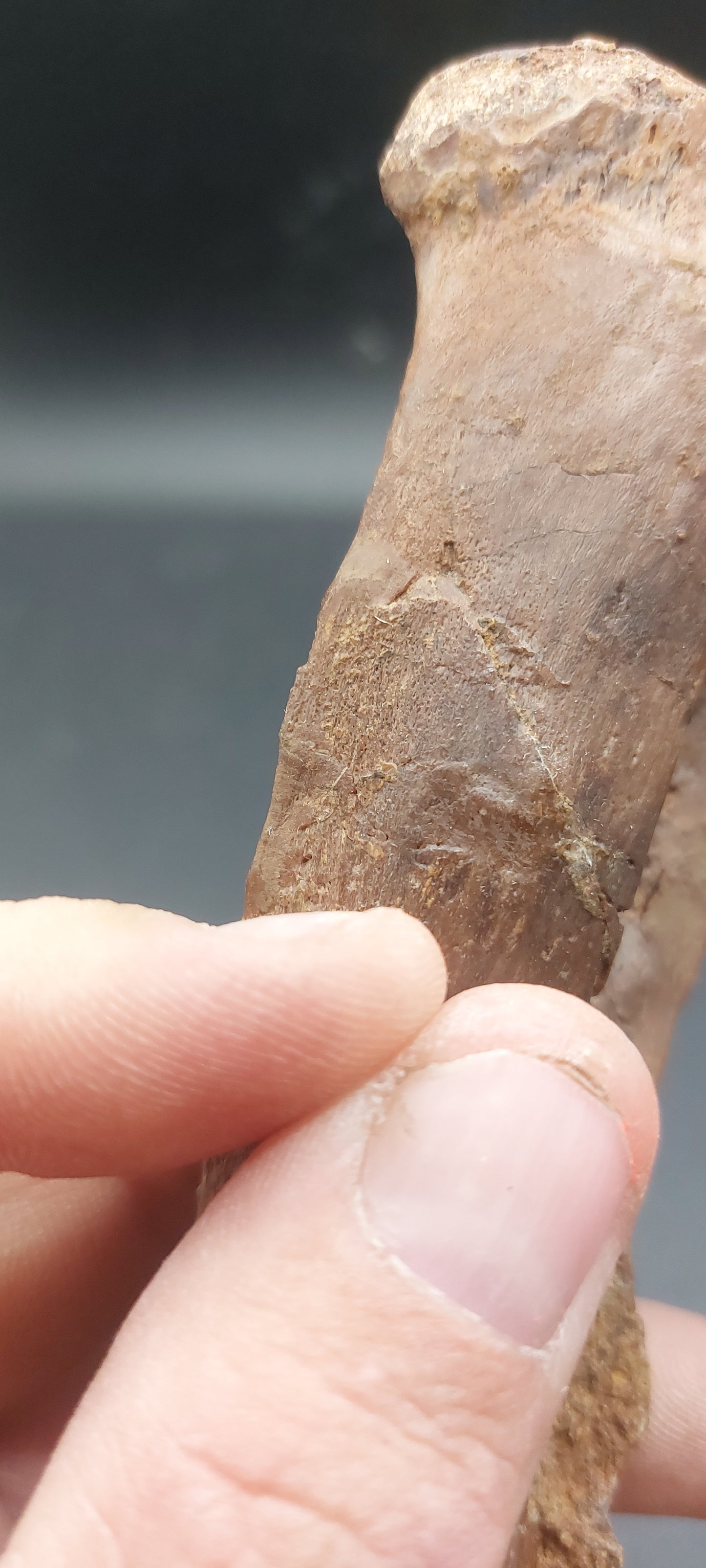 Hadrosaur Chevron-Texas