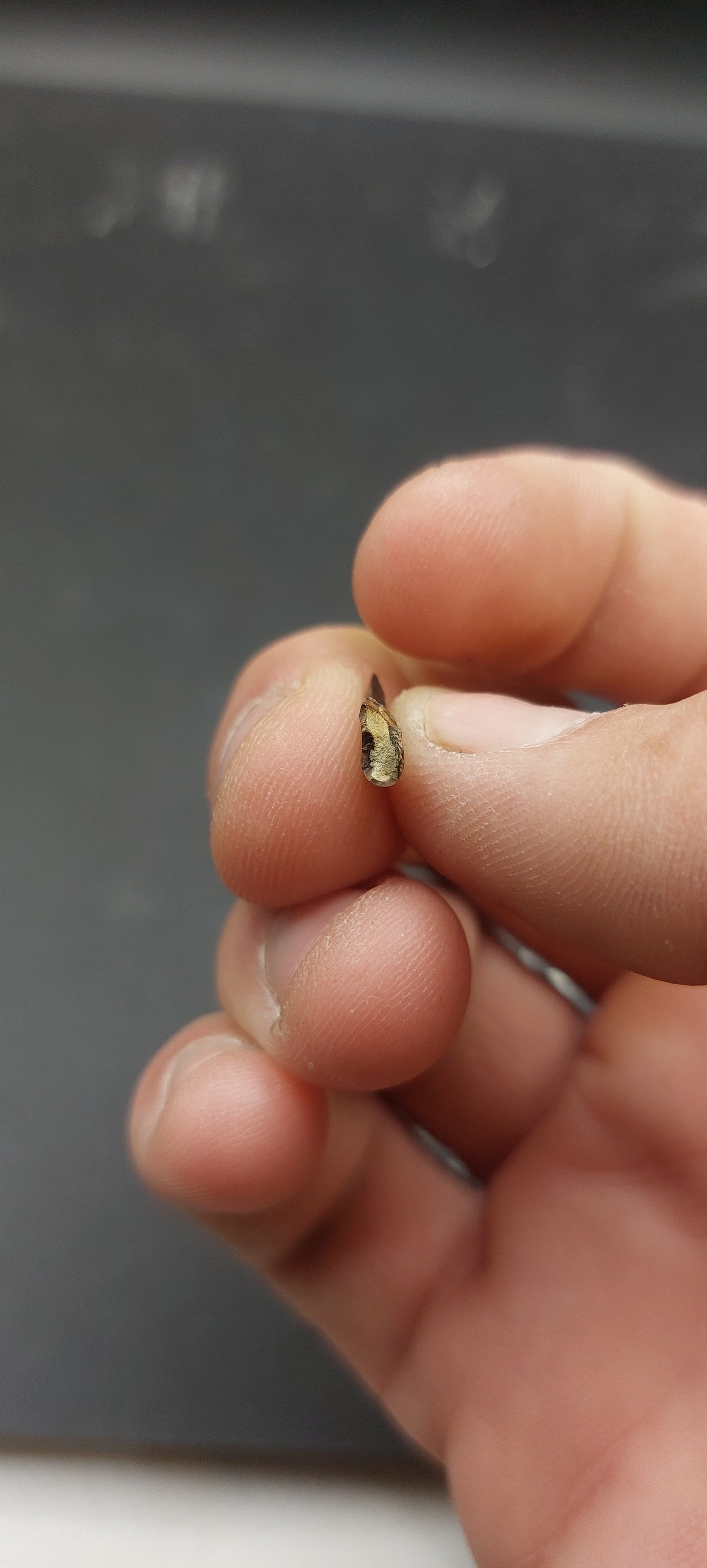 Ricardoestesia sp. Tooth-Montana