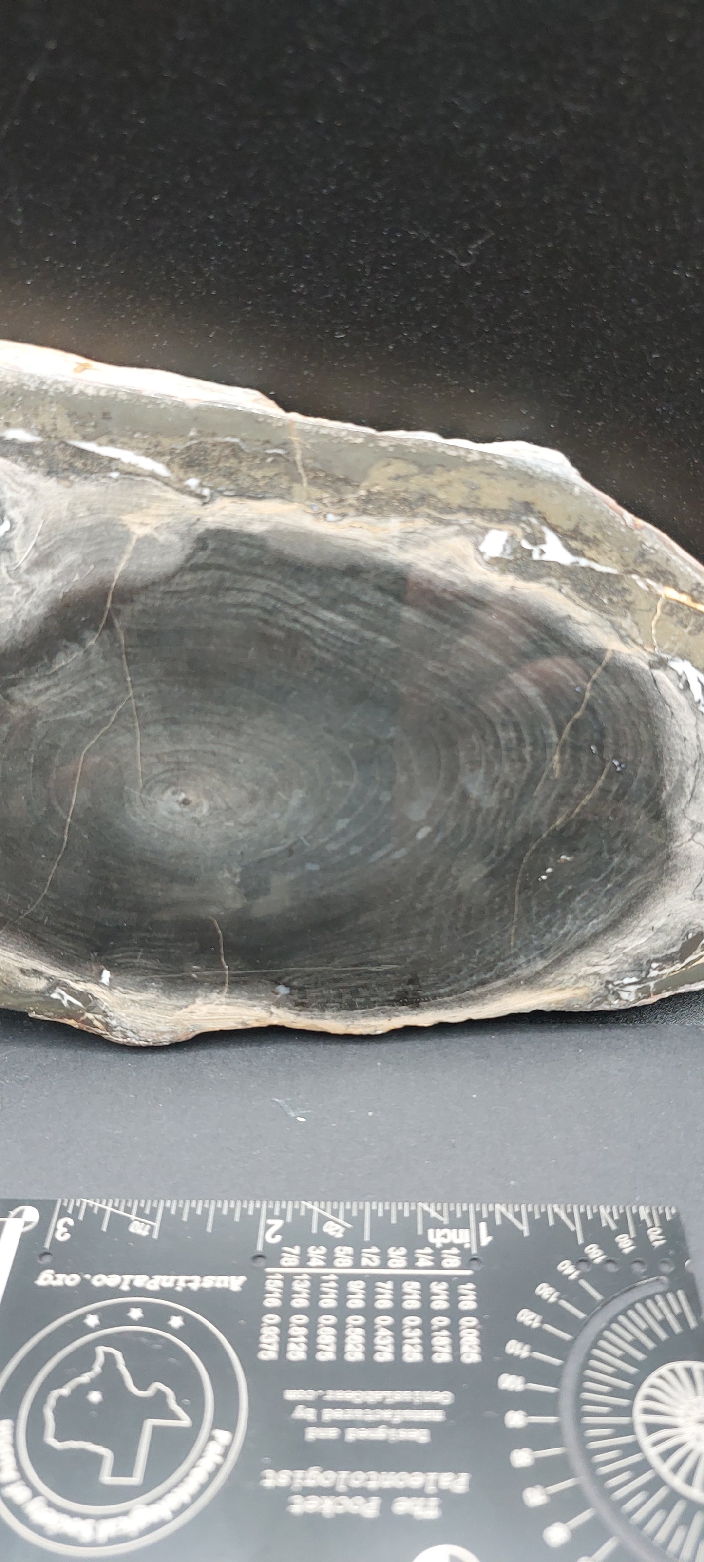 Petrified Wood-Oregon 03