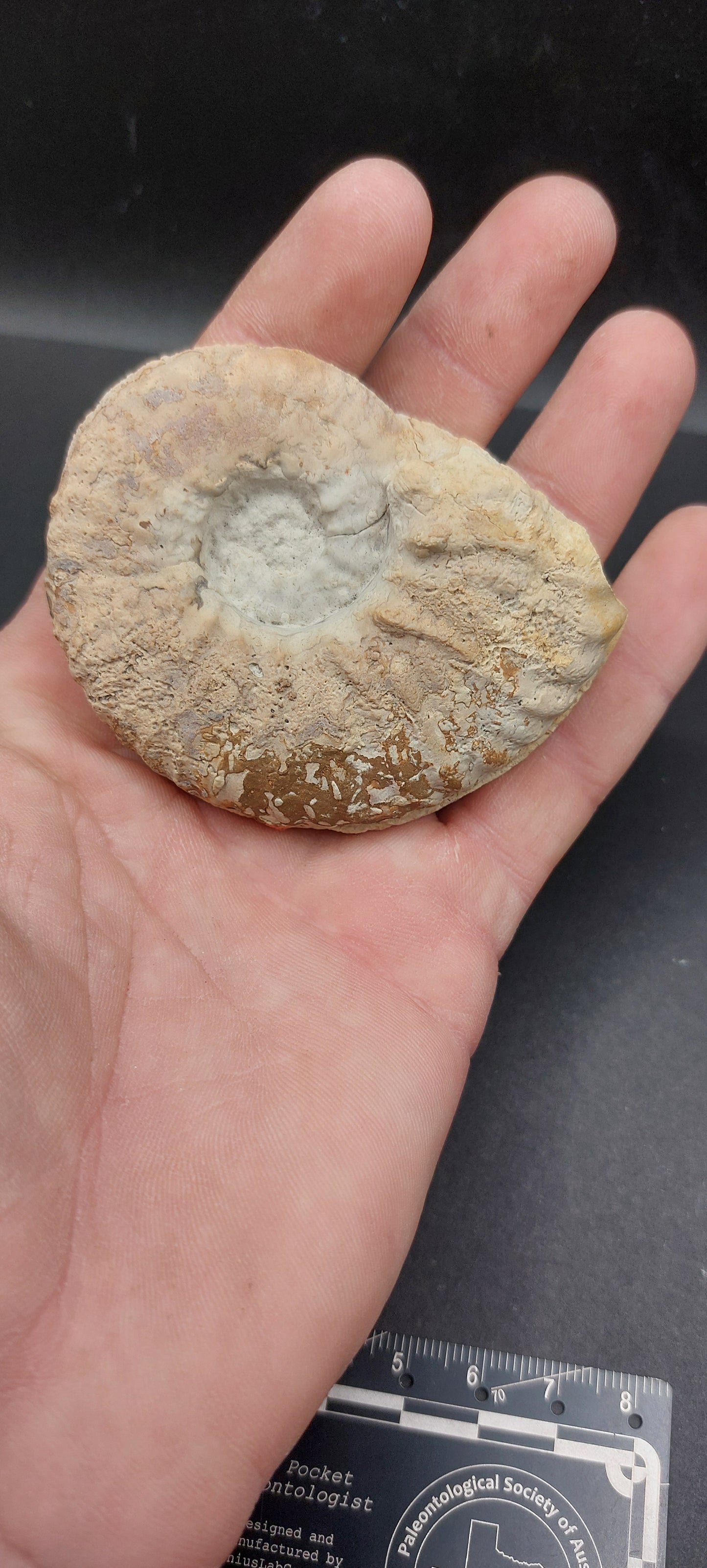 Mortoniceras (Drakeoceras) drakei-Texas 01