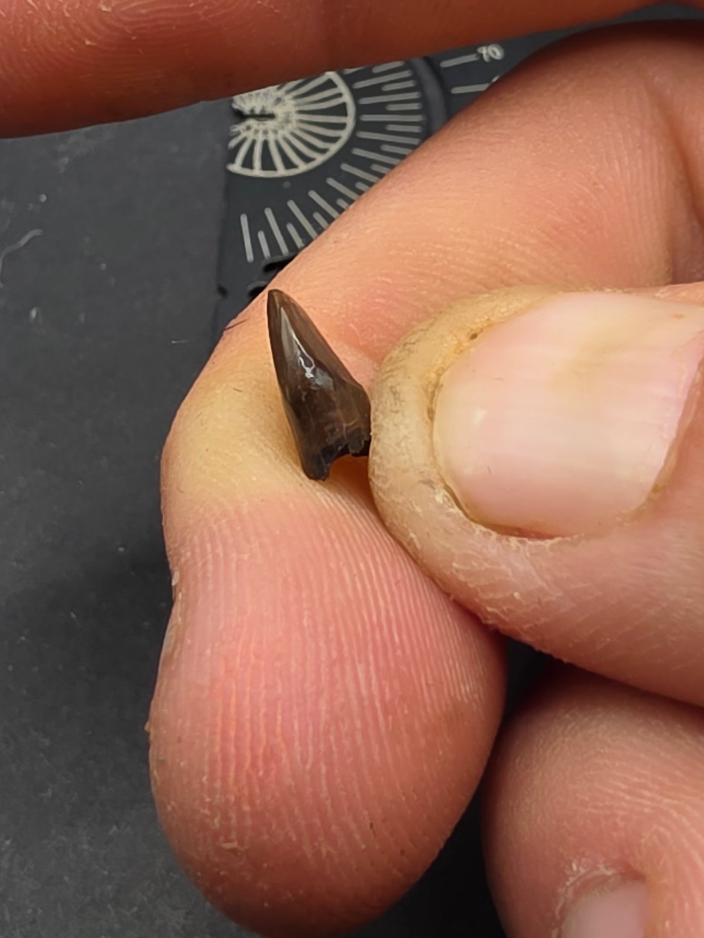 Pachycephalosaur Tooth-Montana 01