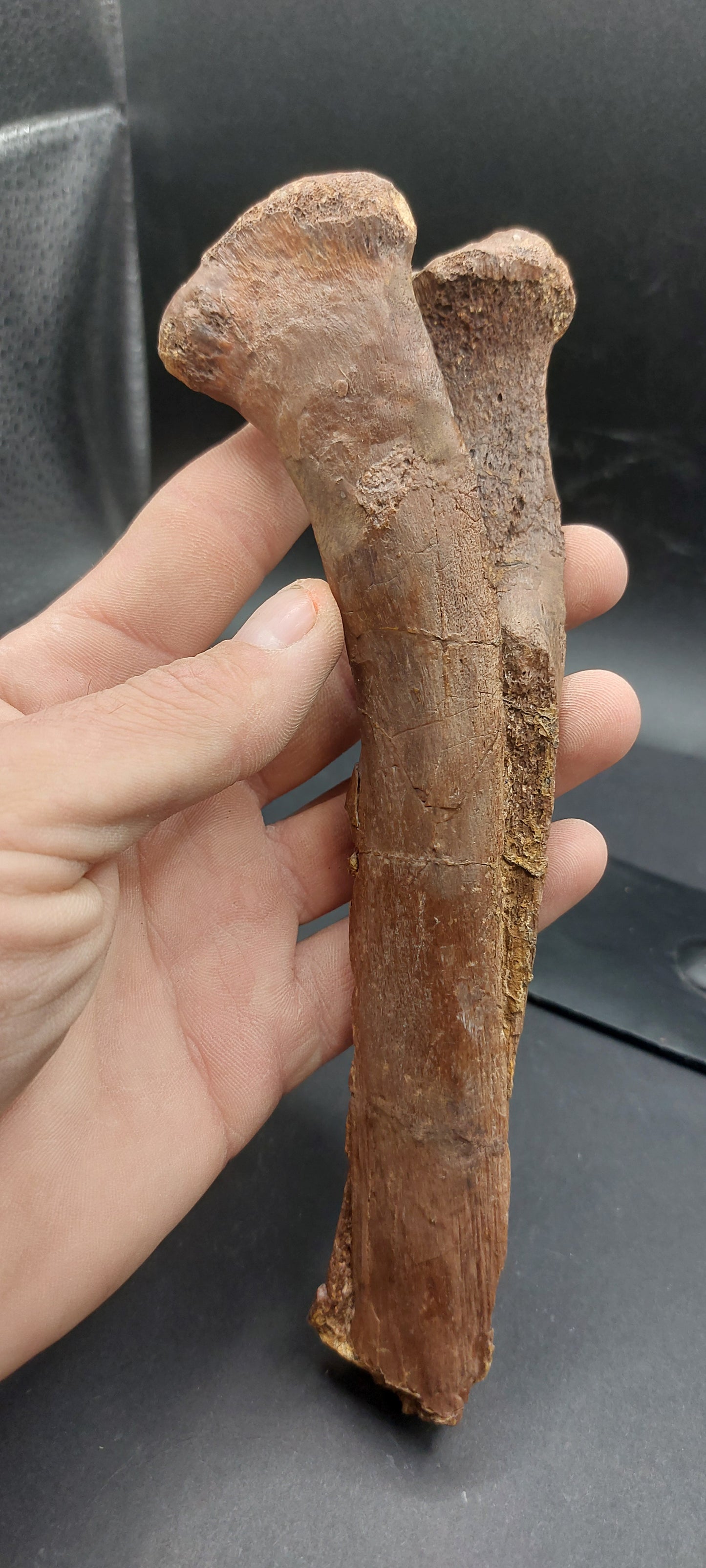 Hadrosaur Chevron-Texas