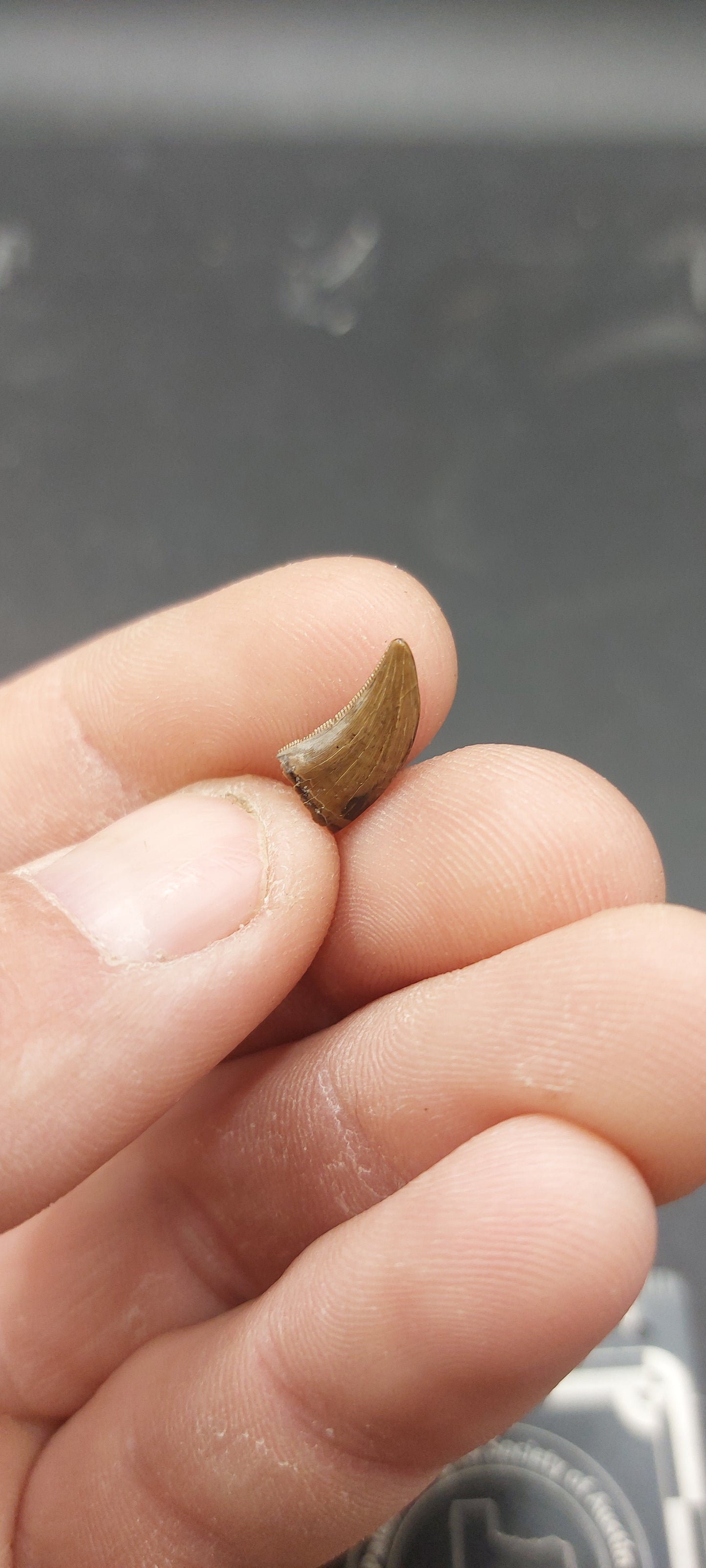 Dromaeosaurus sp. Tooth-Montana