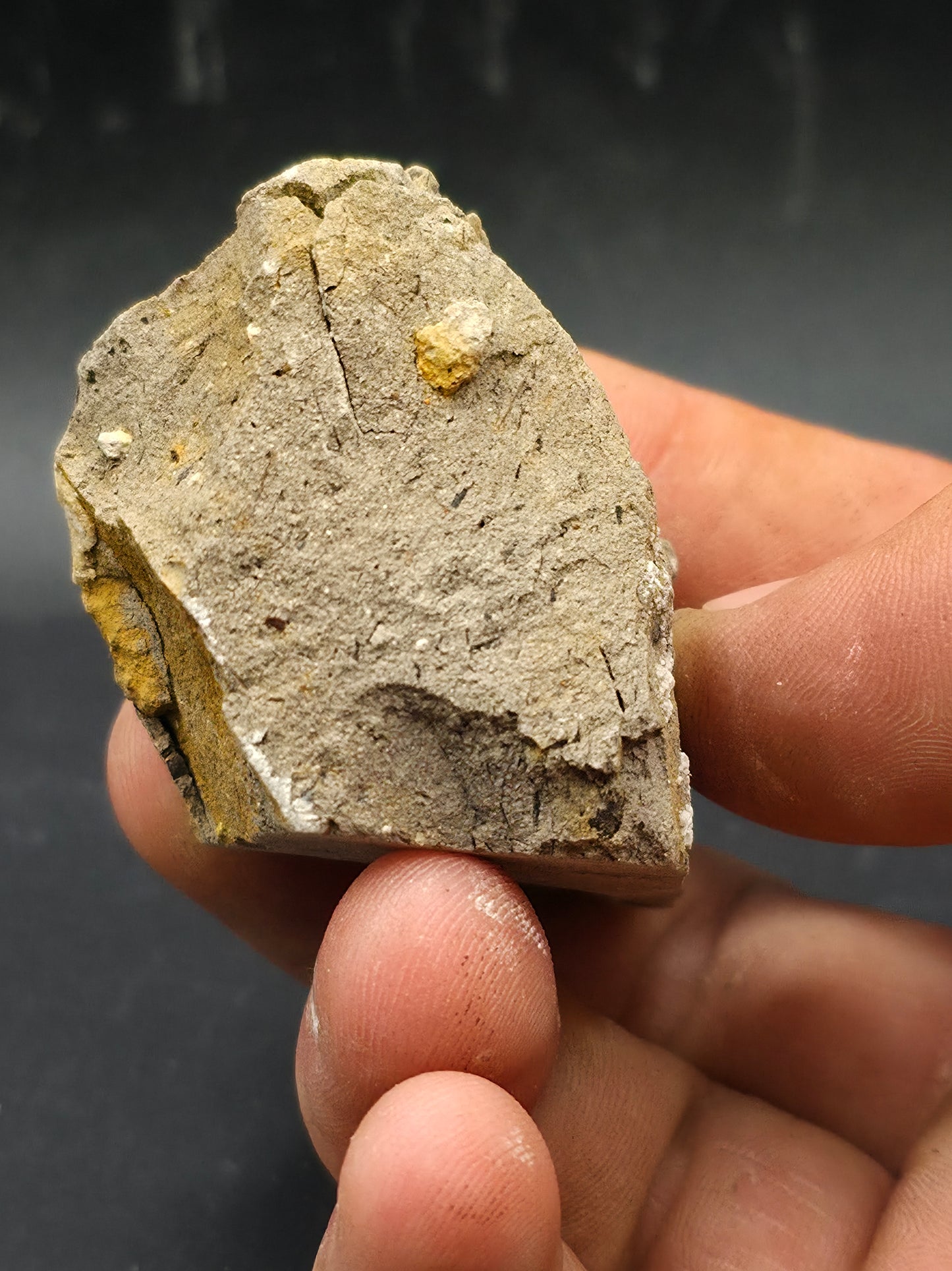 Hadrosaur Spit Tooth-Texas