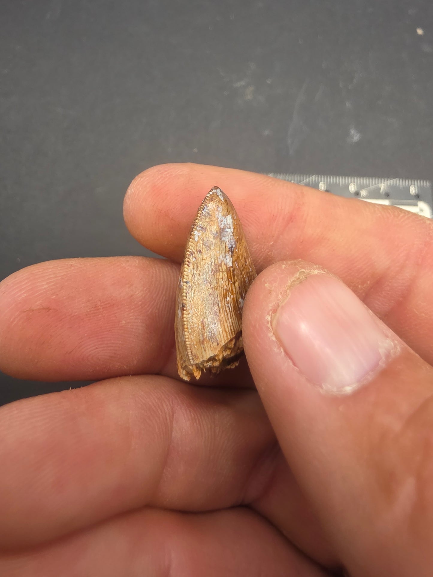Phytosaur tooth-New Mexico 003