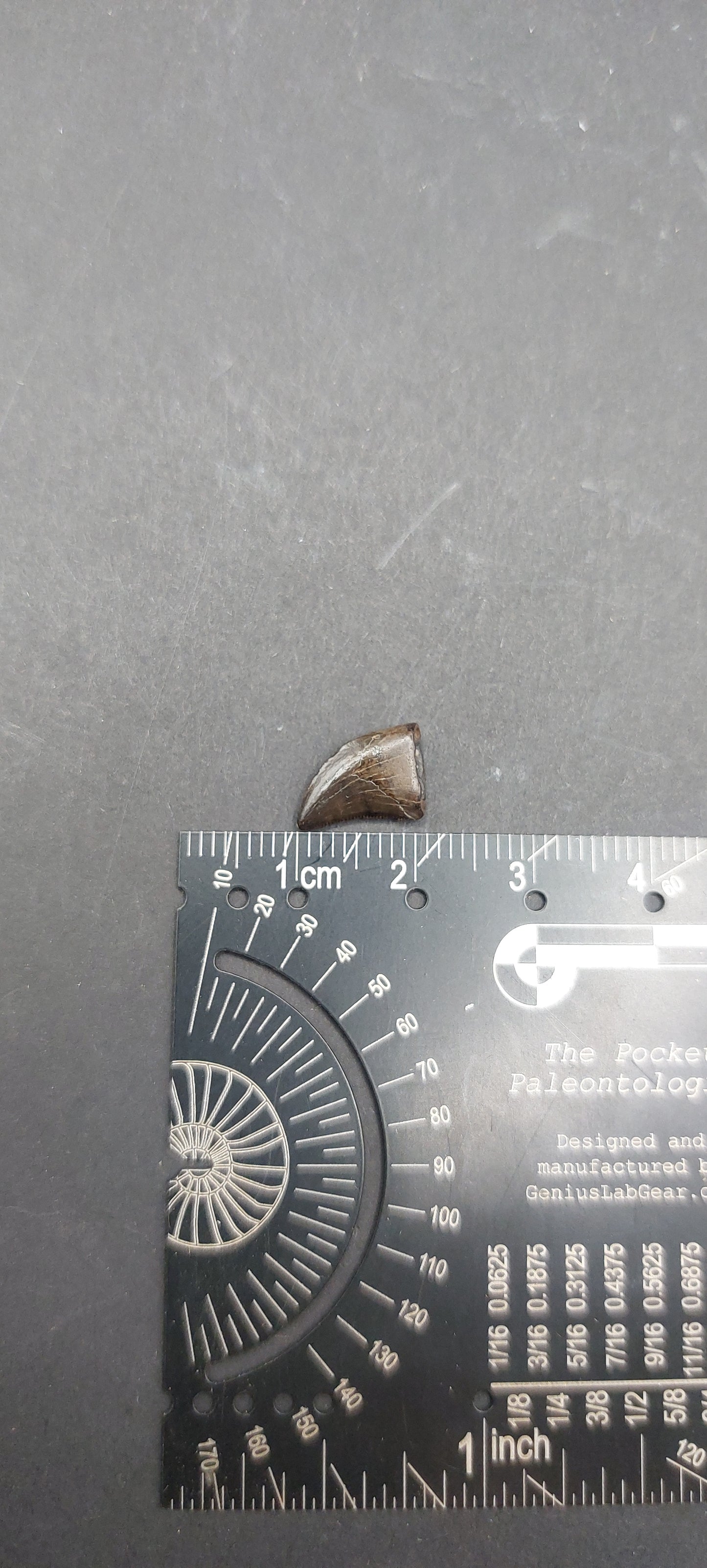 Nanotyrannus lancensis Tooth-Montana