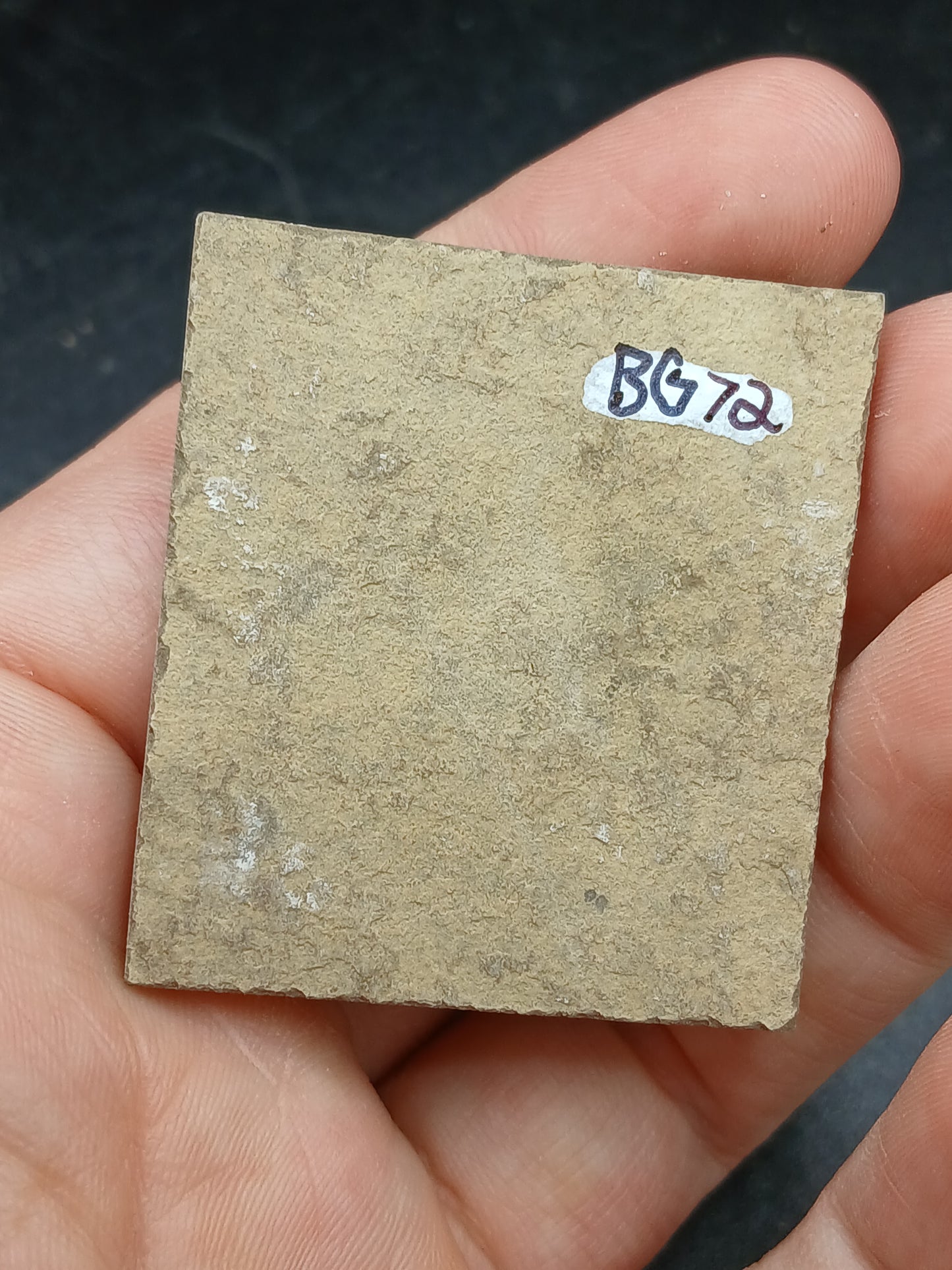 Anthracoceras beargulchensis-Montana-BG72