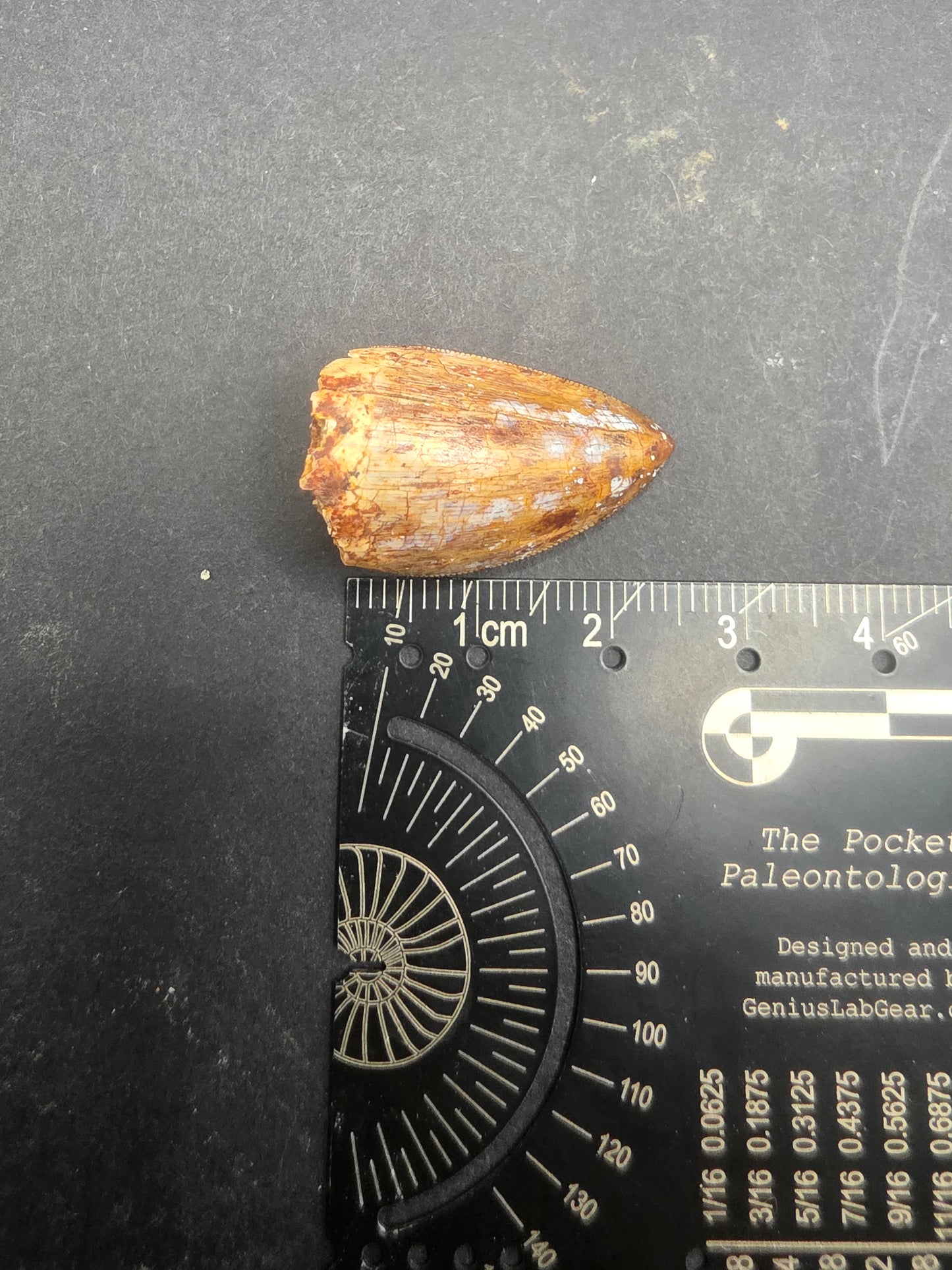 Phytosaur tooth-New Mexico 003