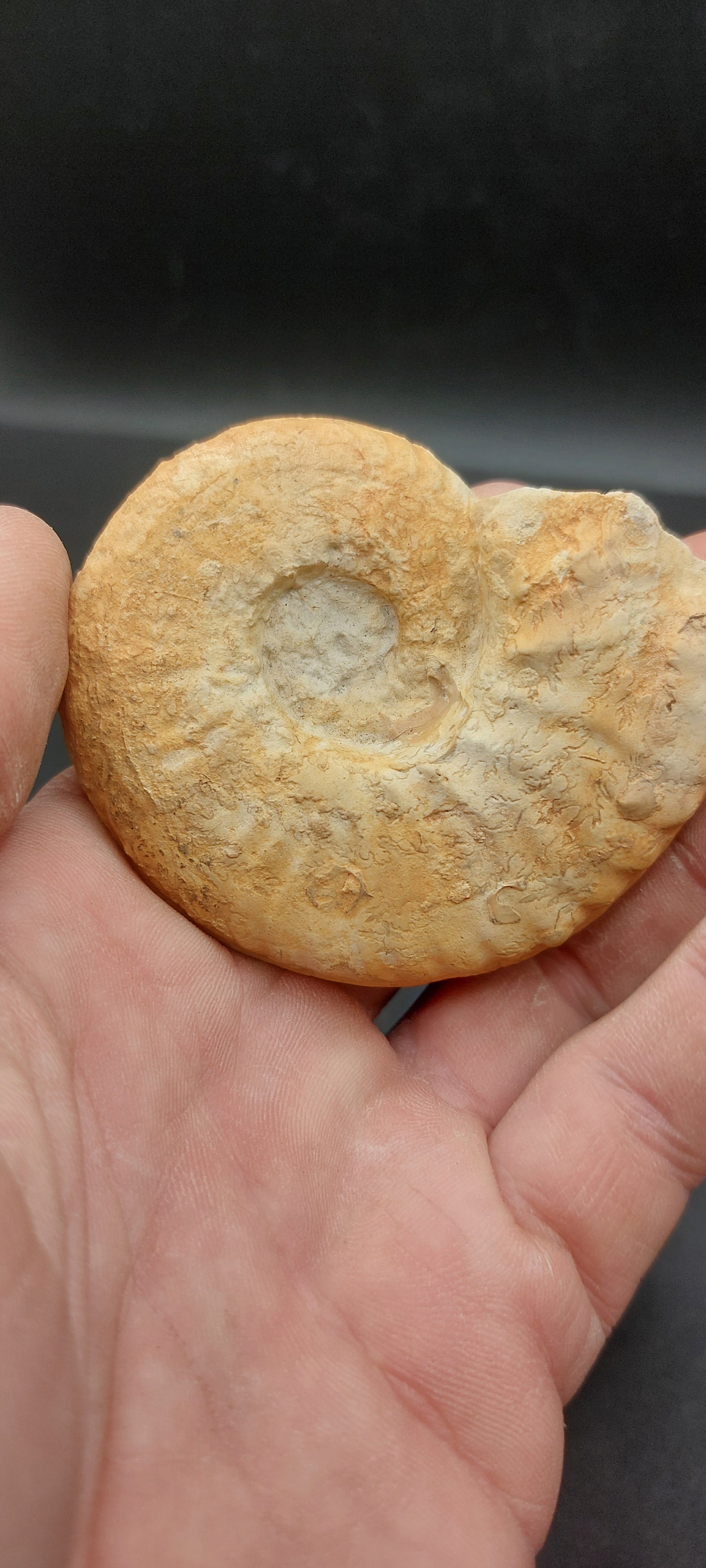 Mortoniceras (Drakeoceras) drakei-Texas 04